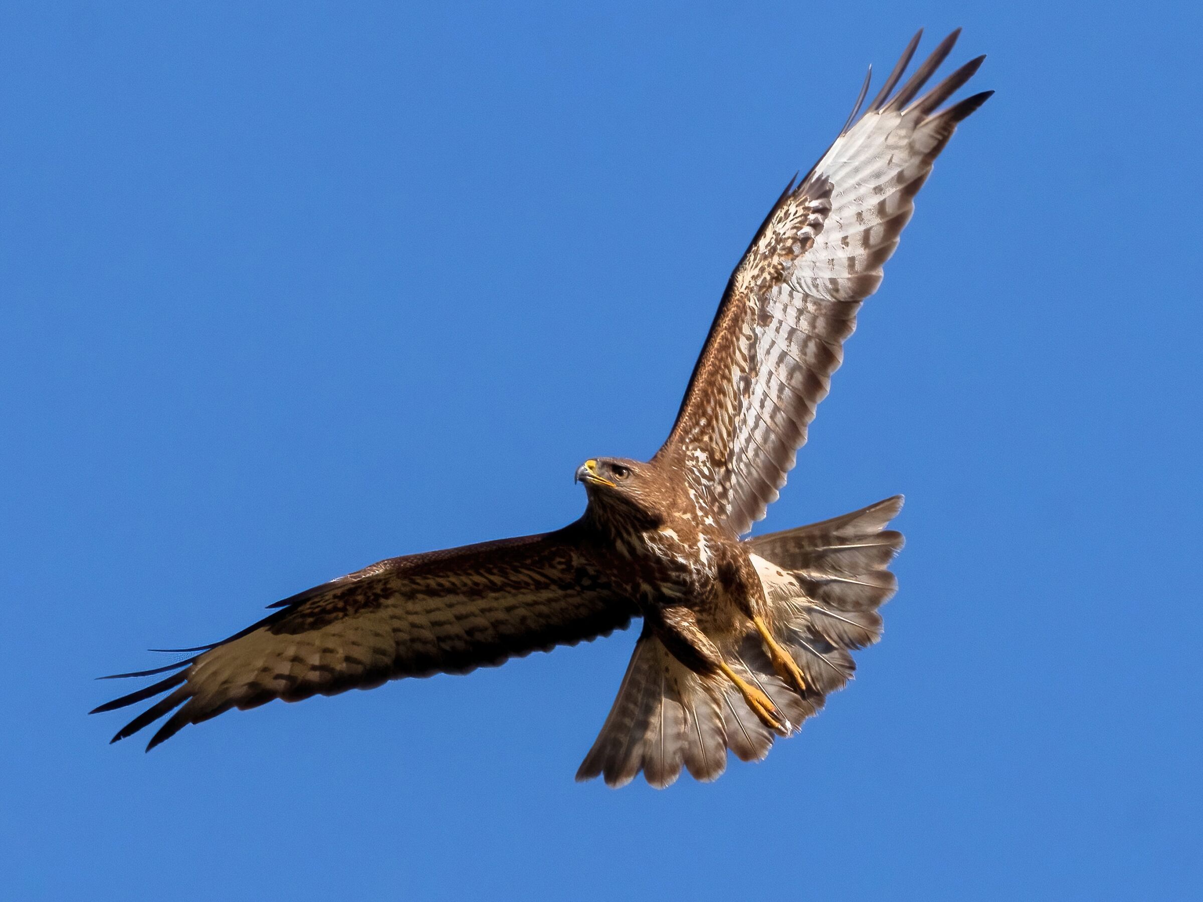 Poiana (Buteo buteo)