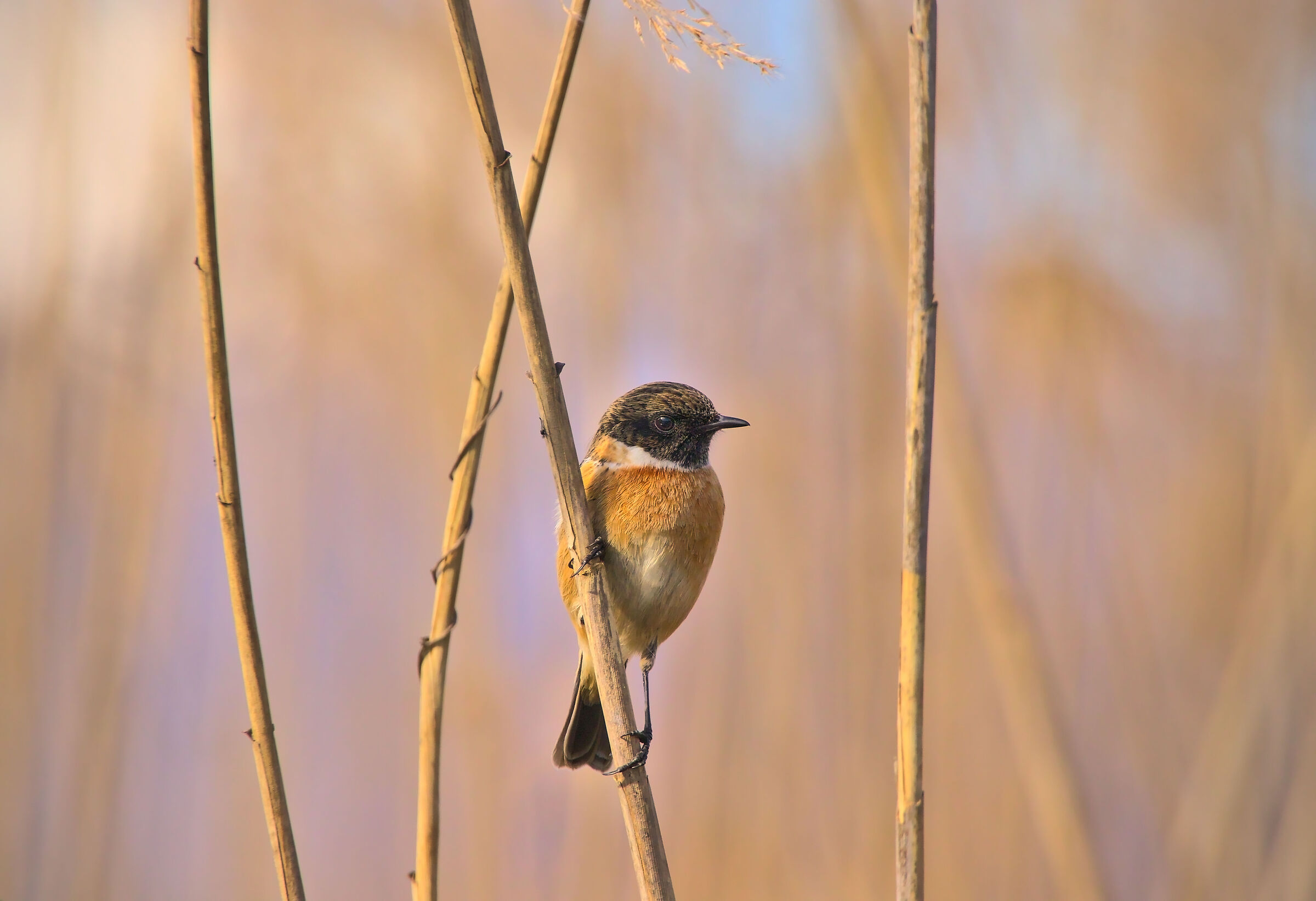 Male Stonechatter