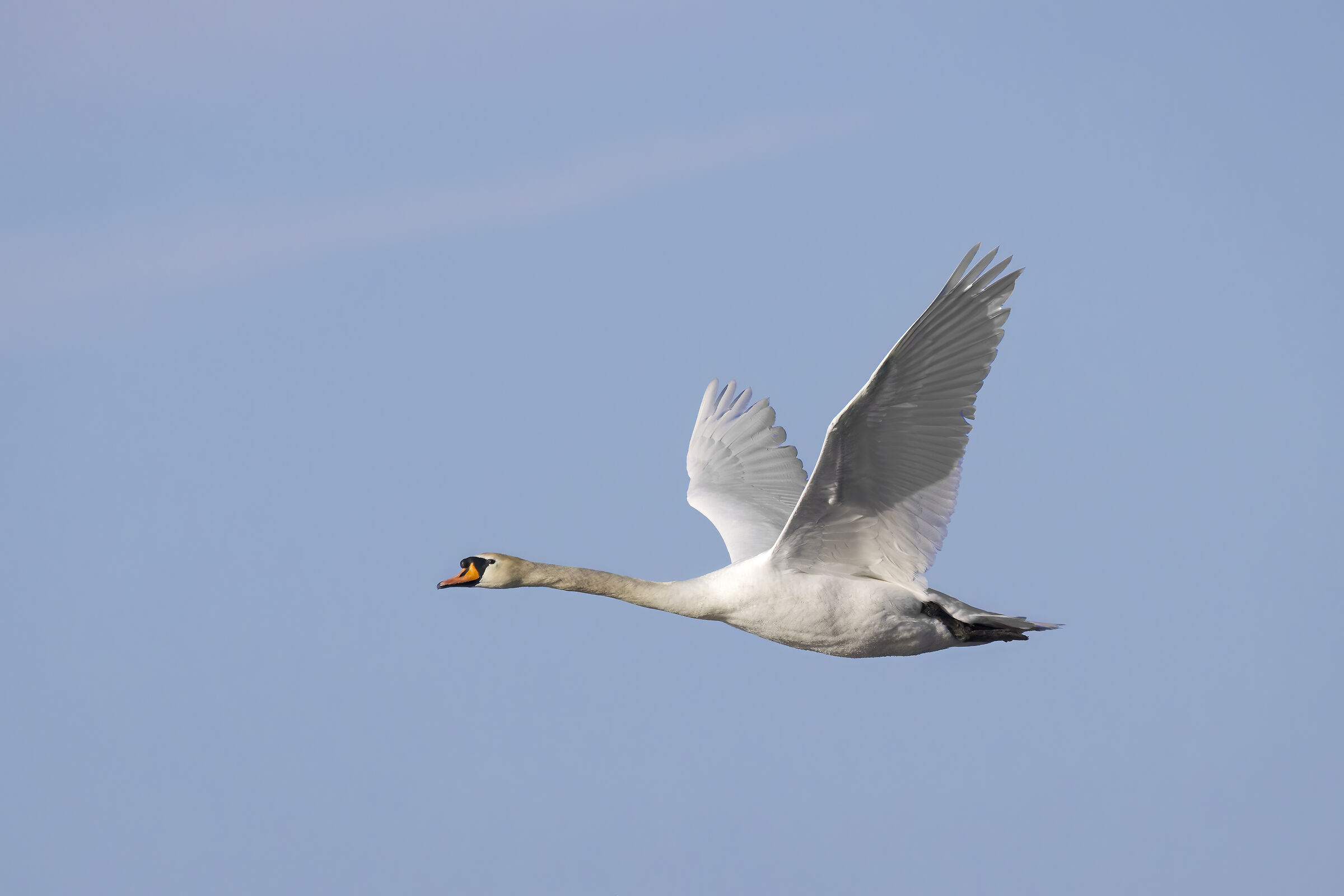 Royal swan in flight