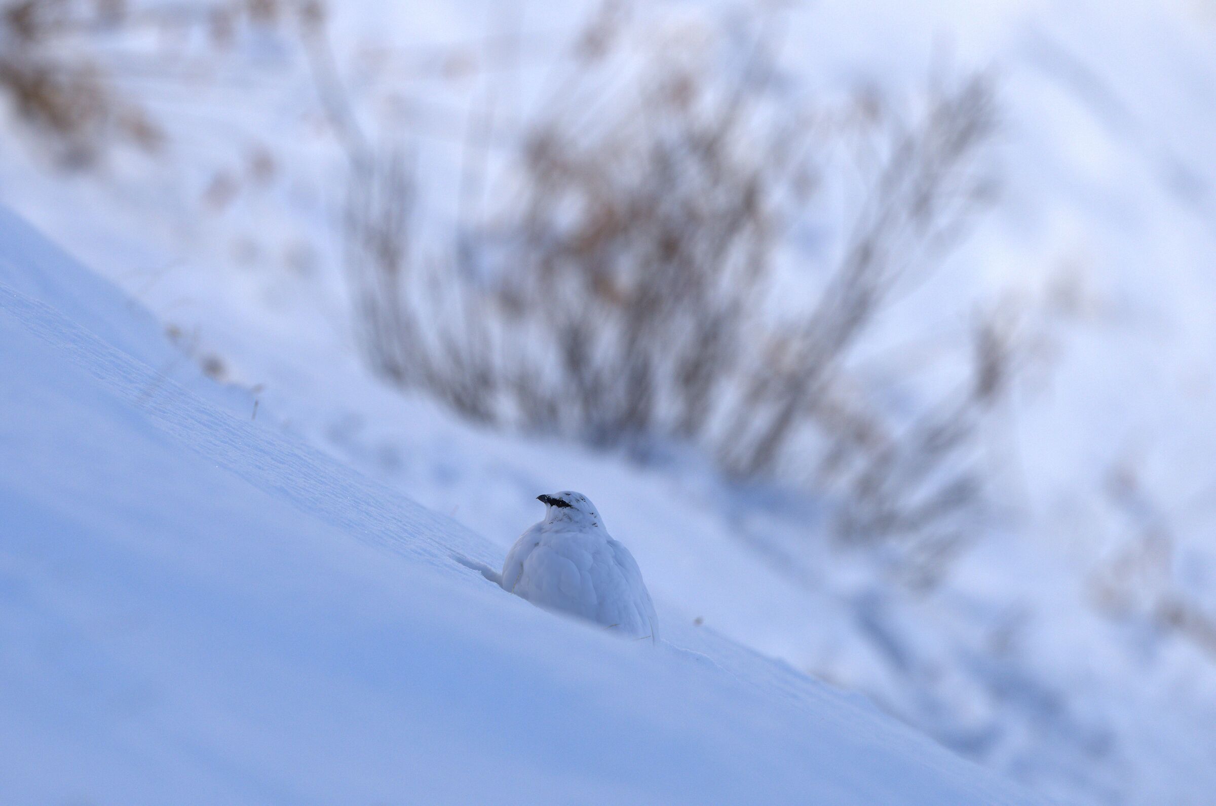 Waiting for the dawn, ptarmigan
