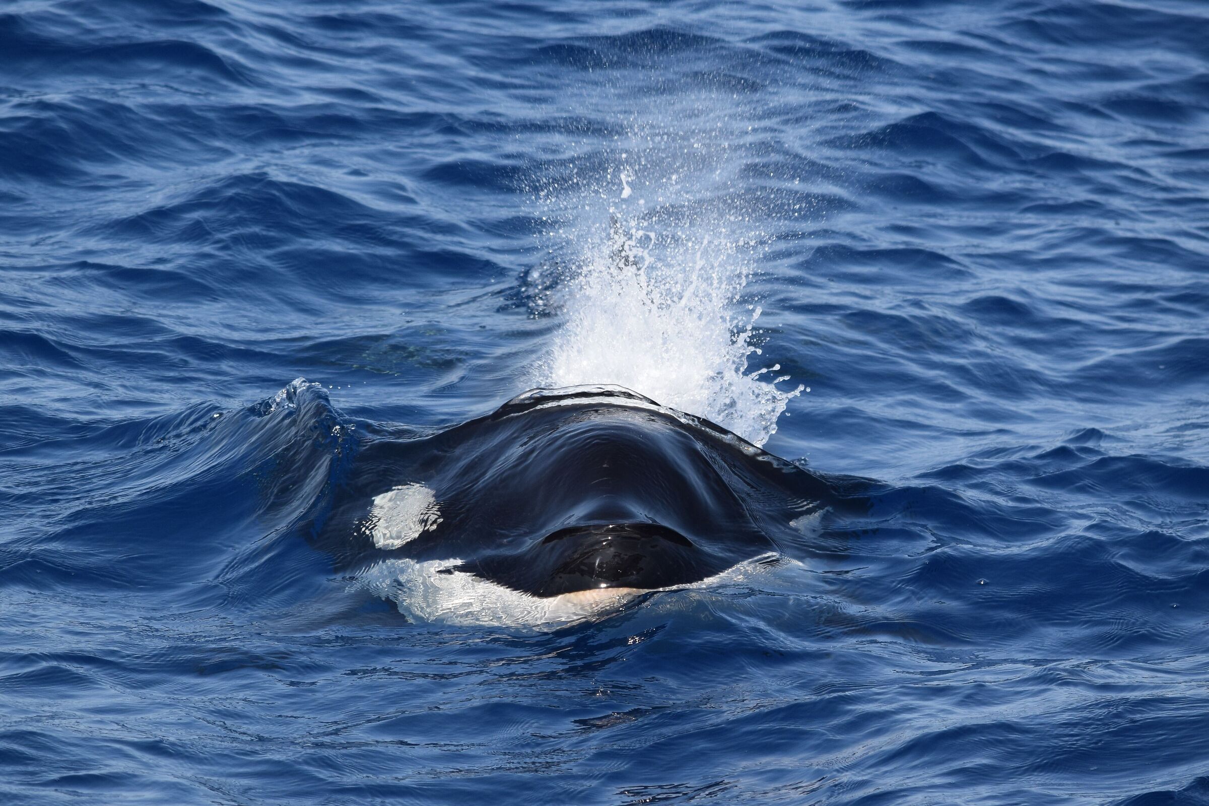 Orca al pelo dell' acqua