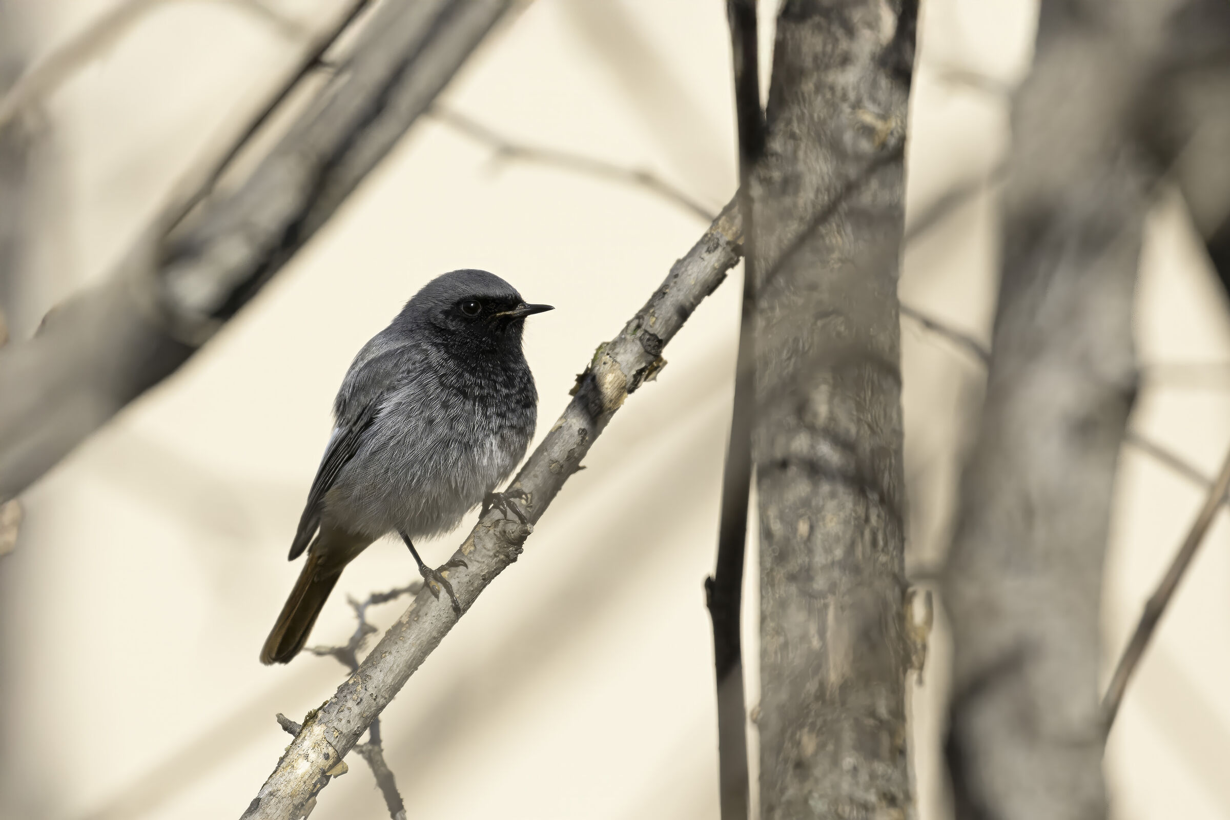 Redstart