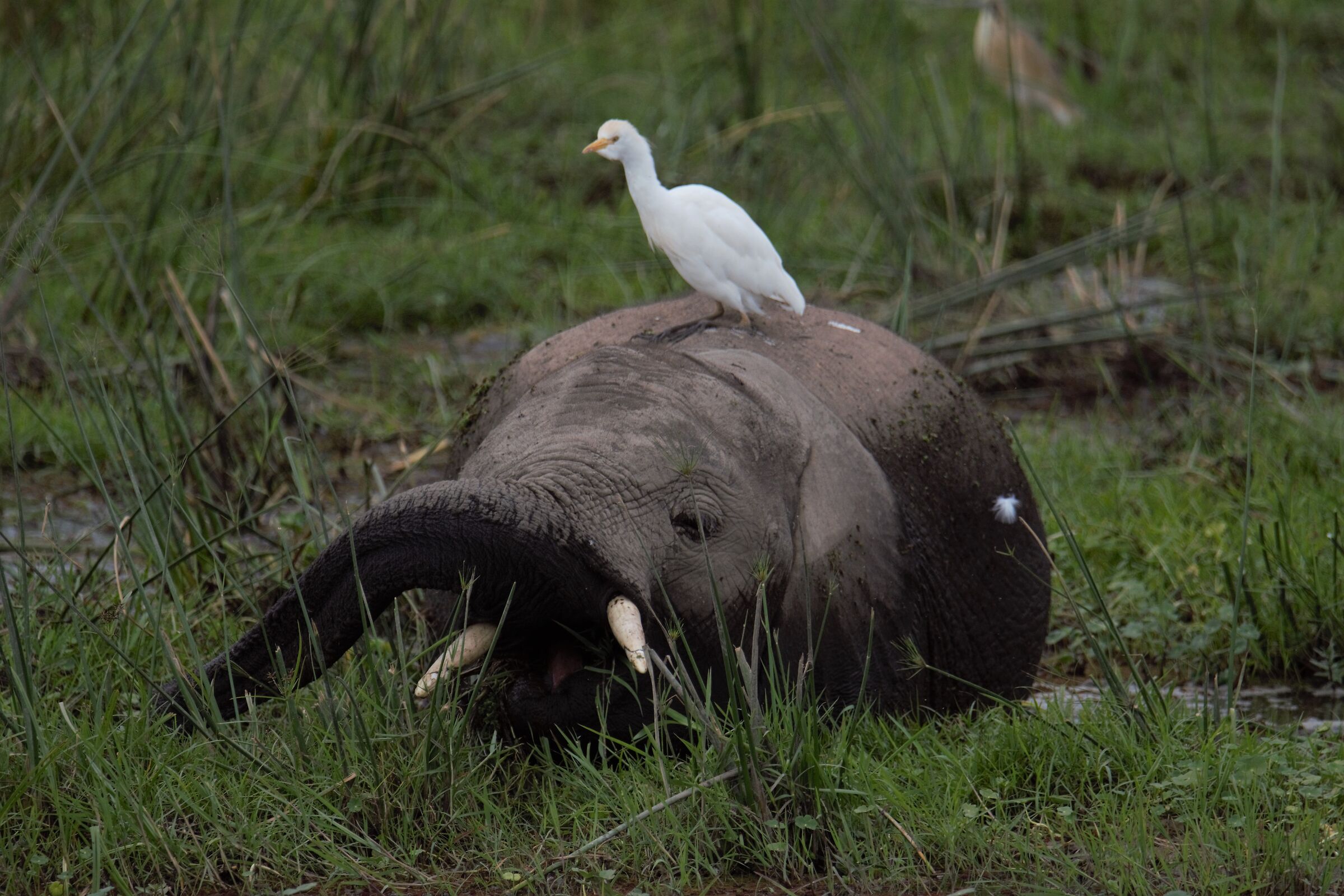 Elephant and oxwardens