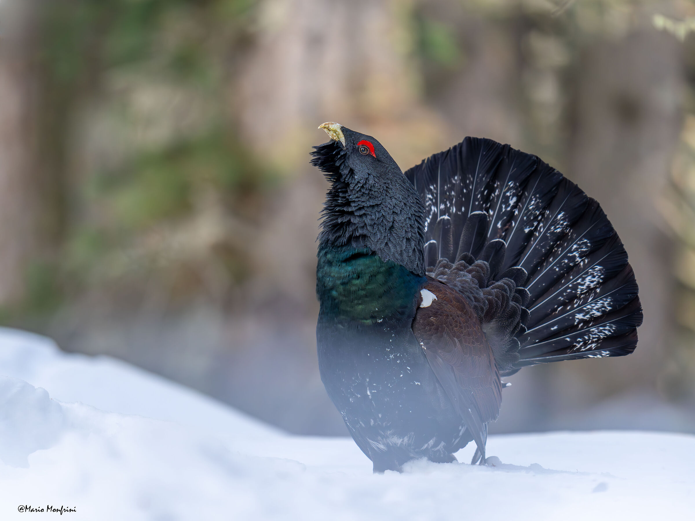 Il guardiano del bosco