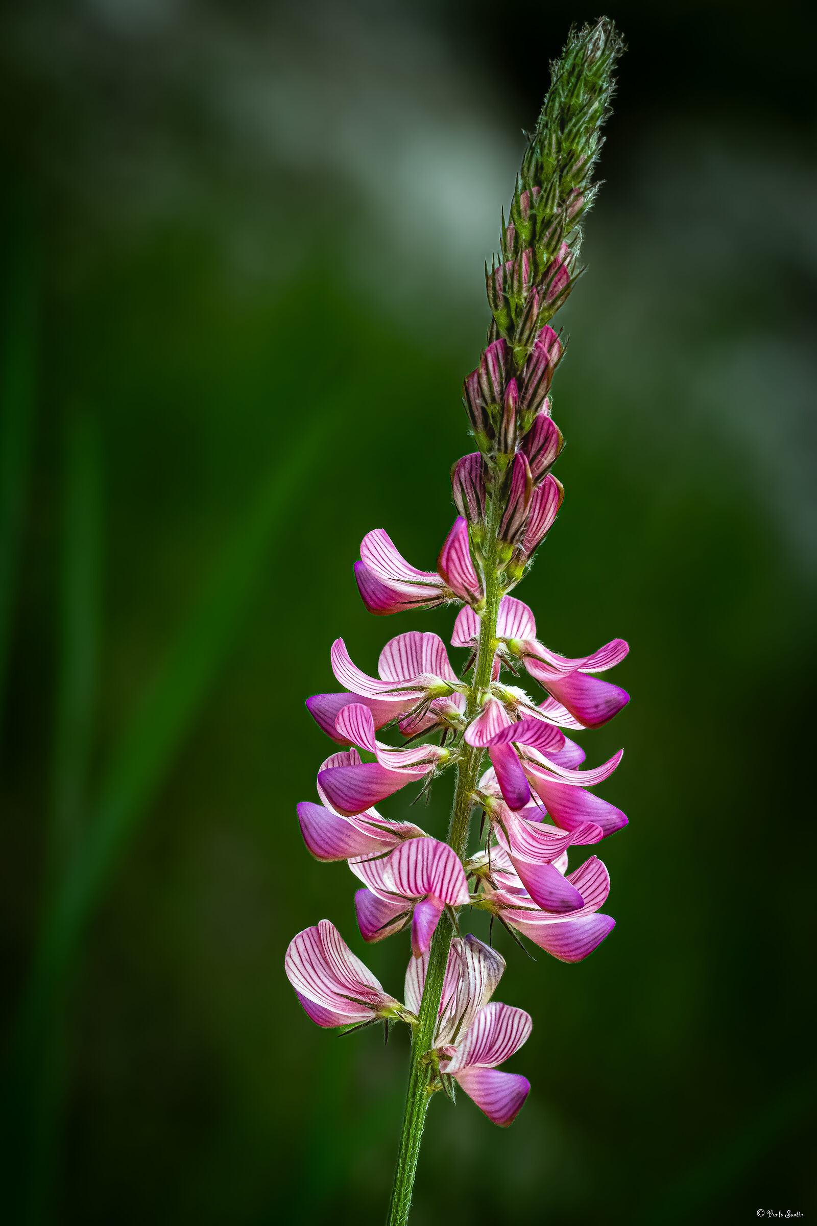 Sainfoin