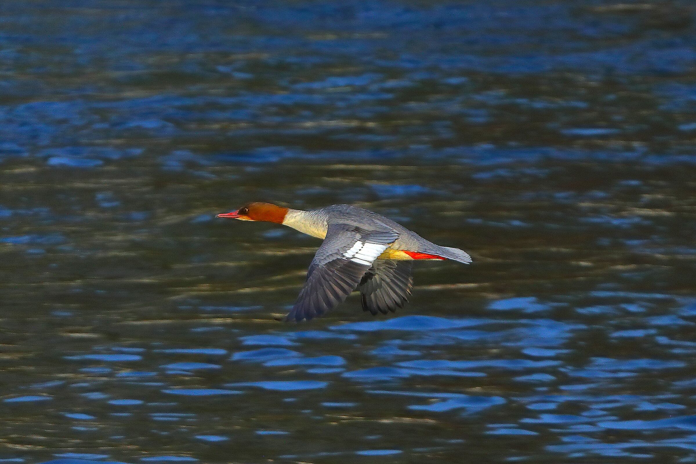 Smergo F 09 novembre 2024 - 0323