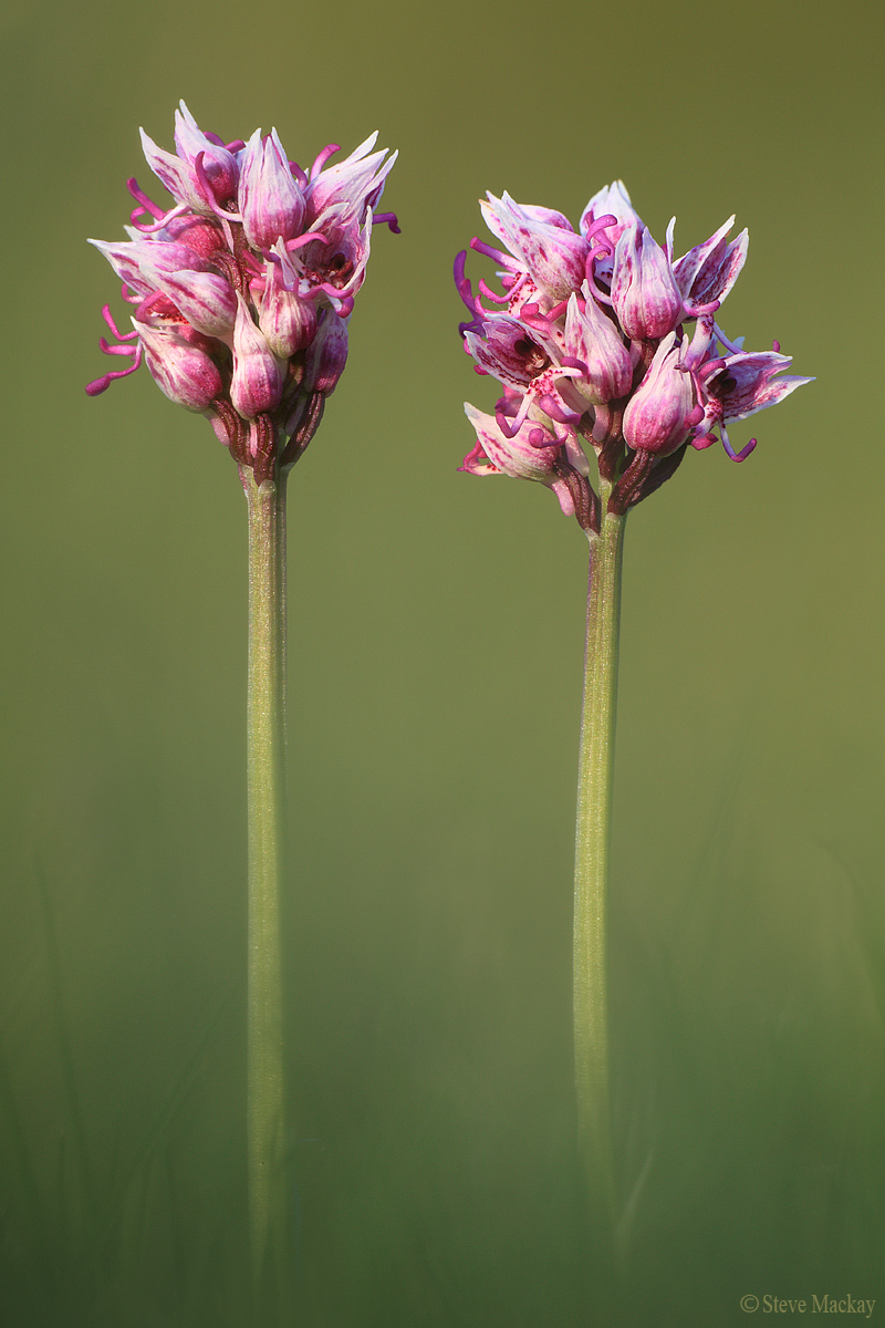 Monkey Orchids