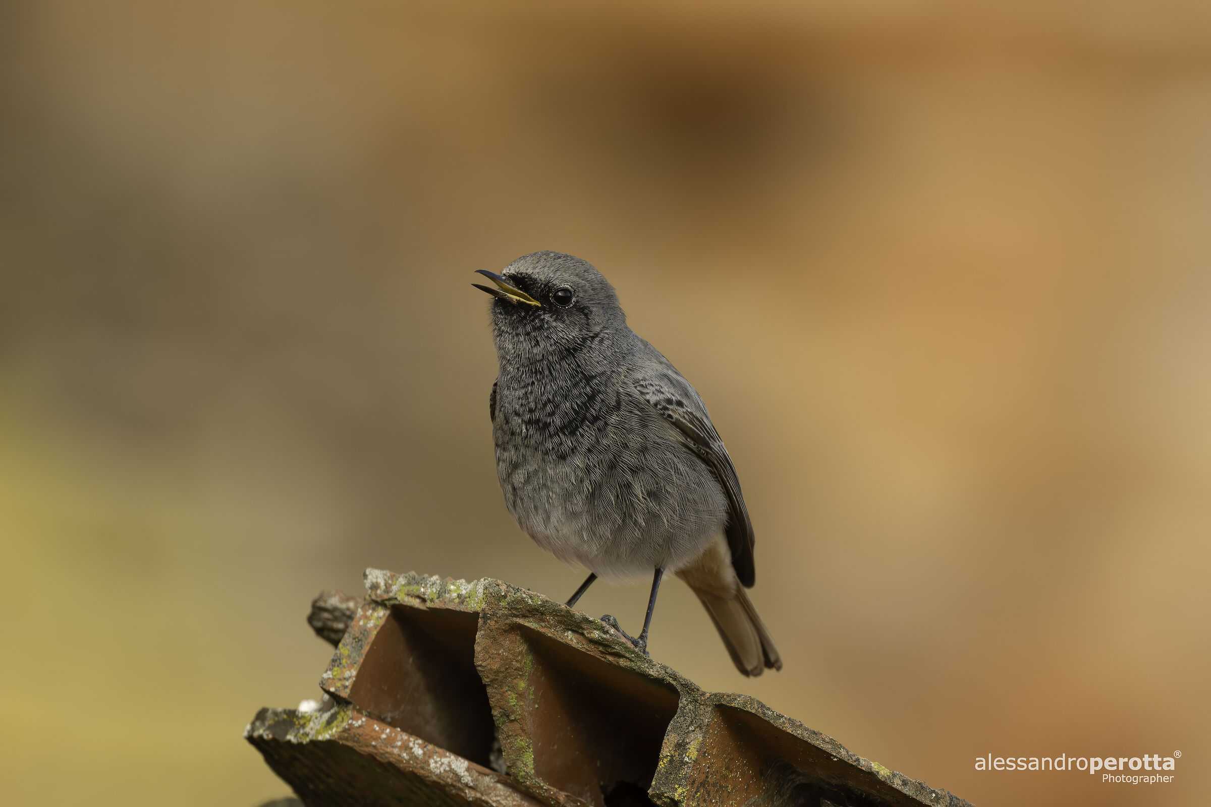 Phoenicurus ochruros