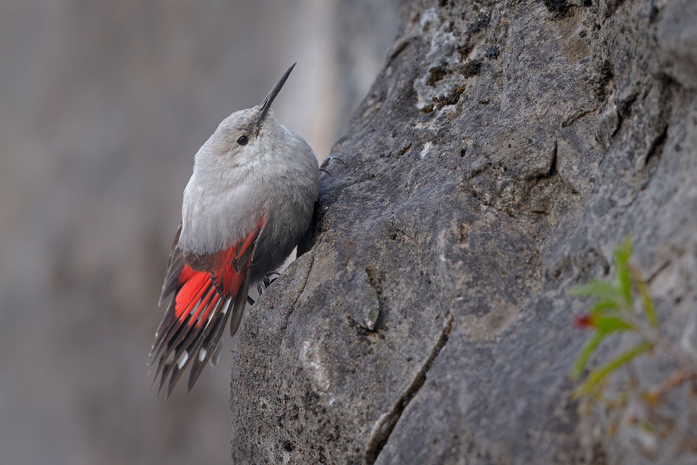 Wallcreeper