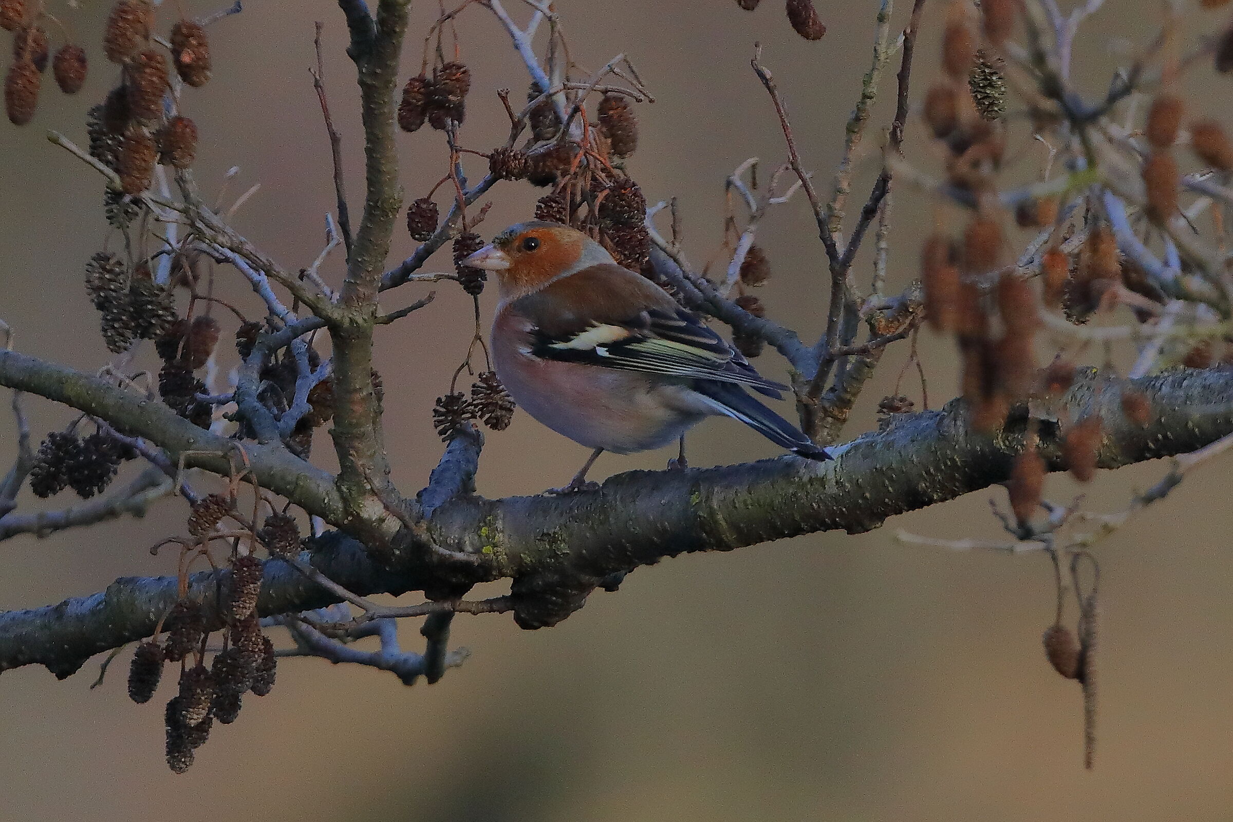 Fringuello 17 dicembre 2024 - 0054