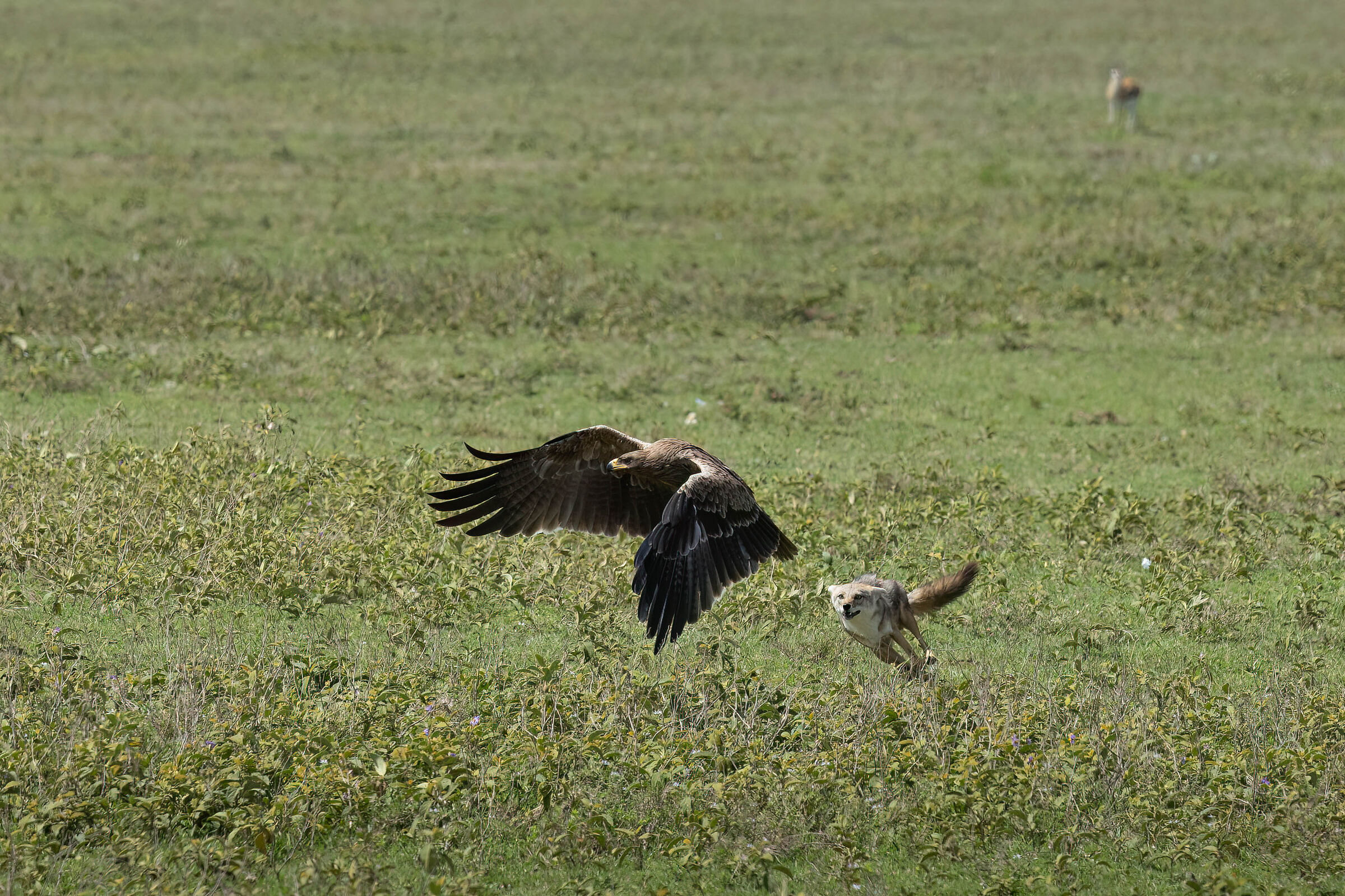 La grinta dello sciacallo