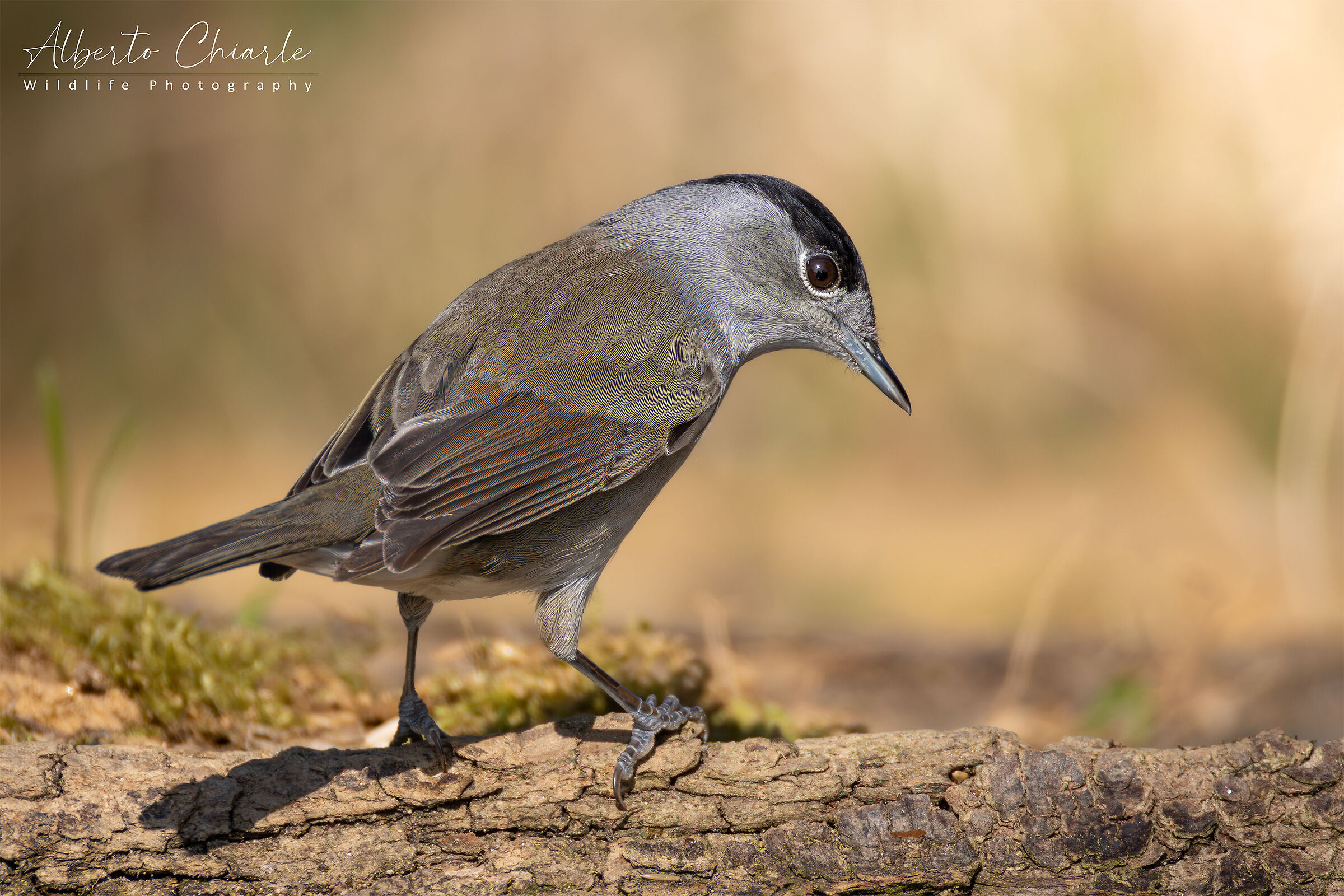 Blackcap (Sylvia atricapilla)