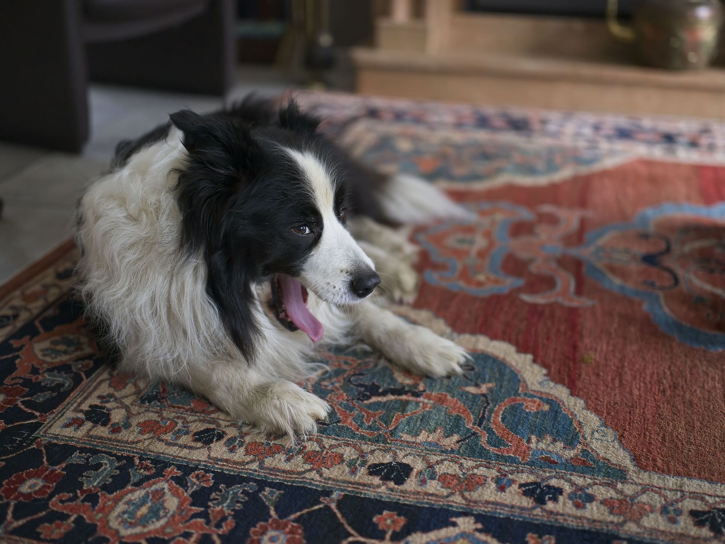 Yawning dog