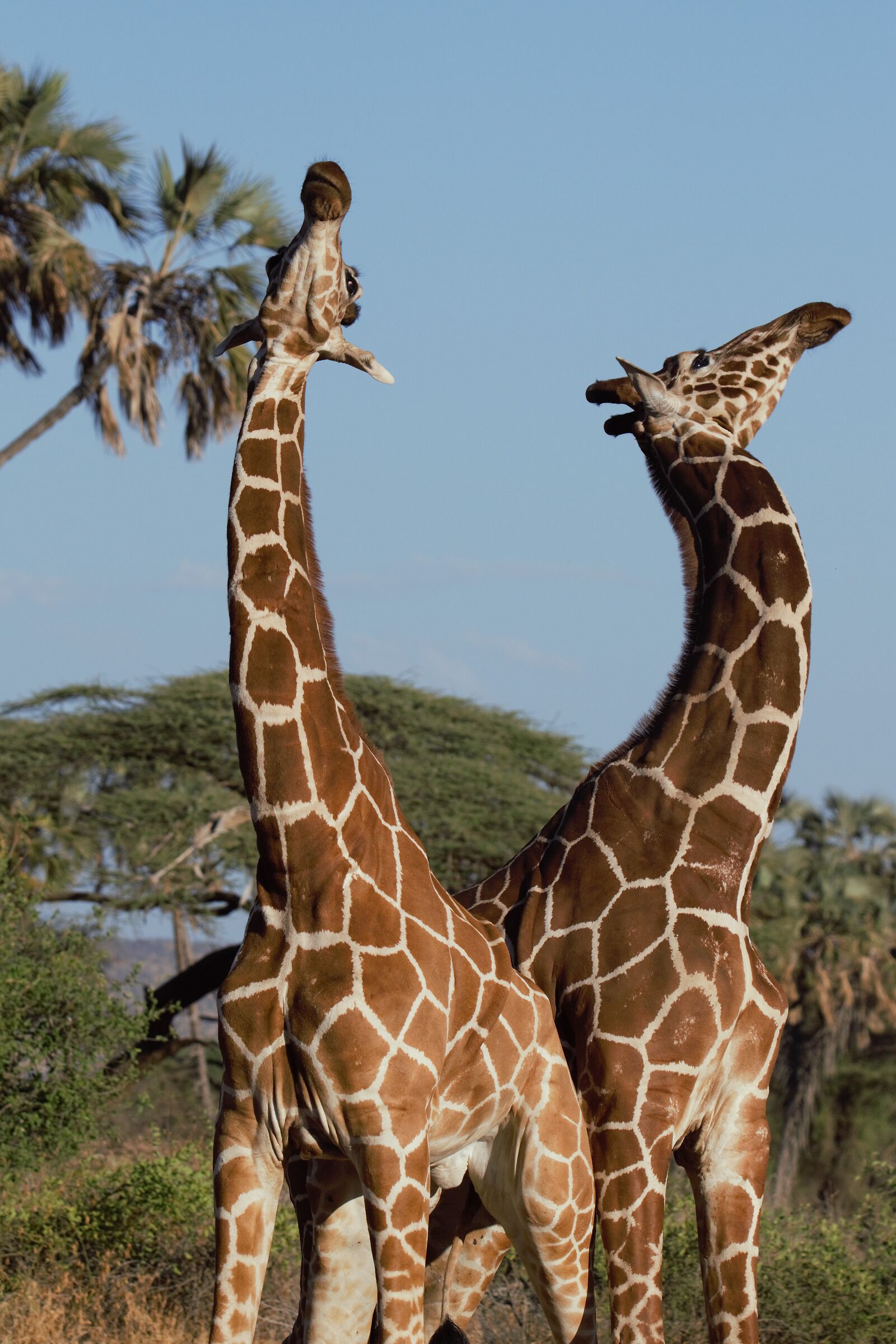 Giraffe combattimento