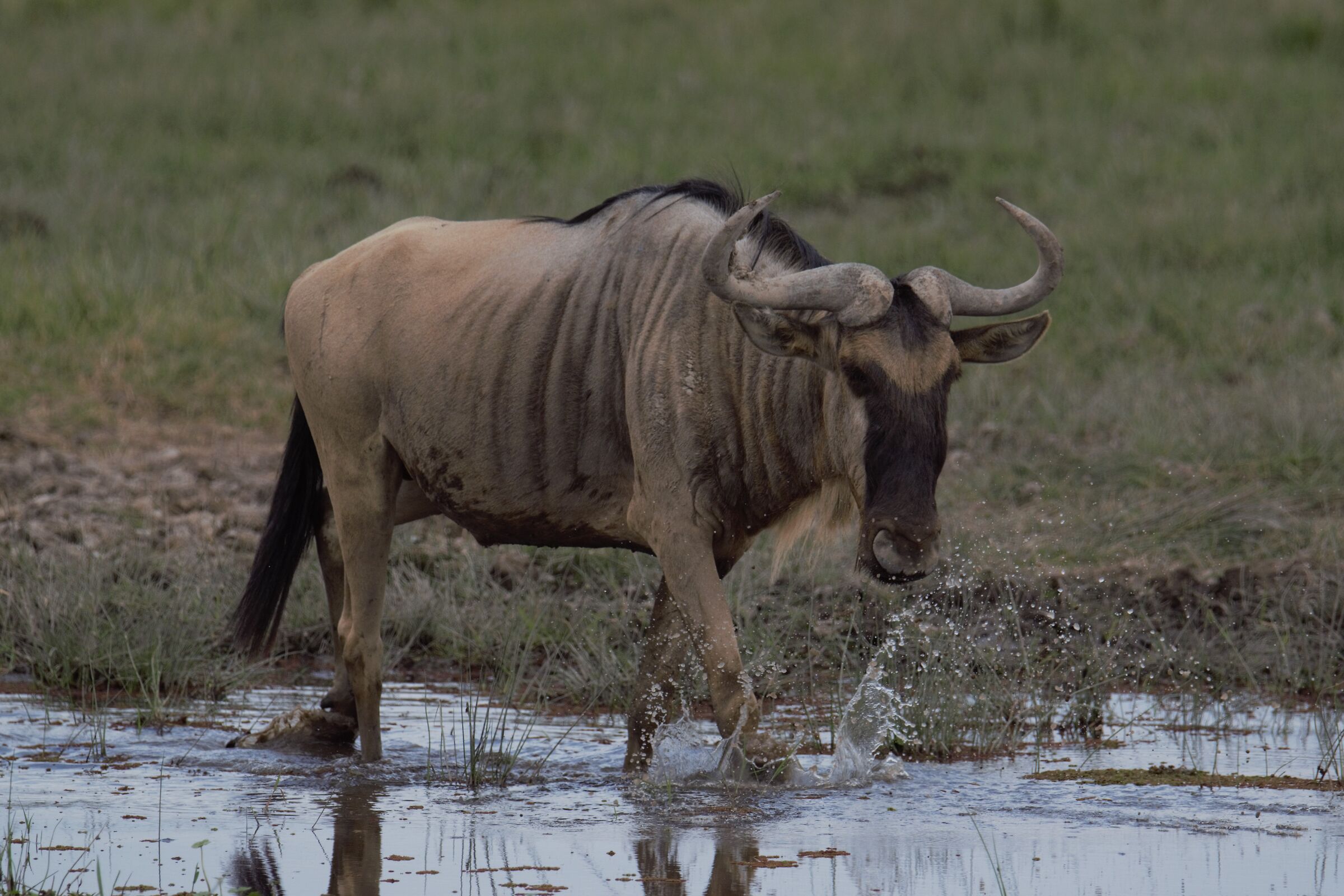 Gnu