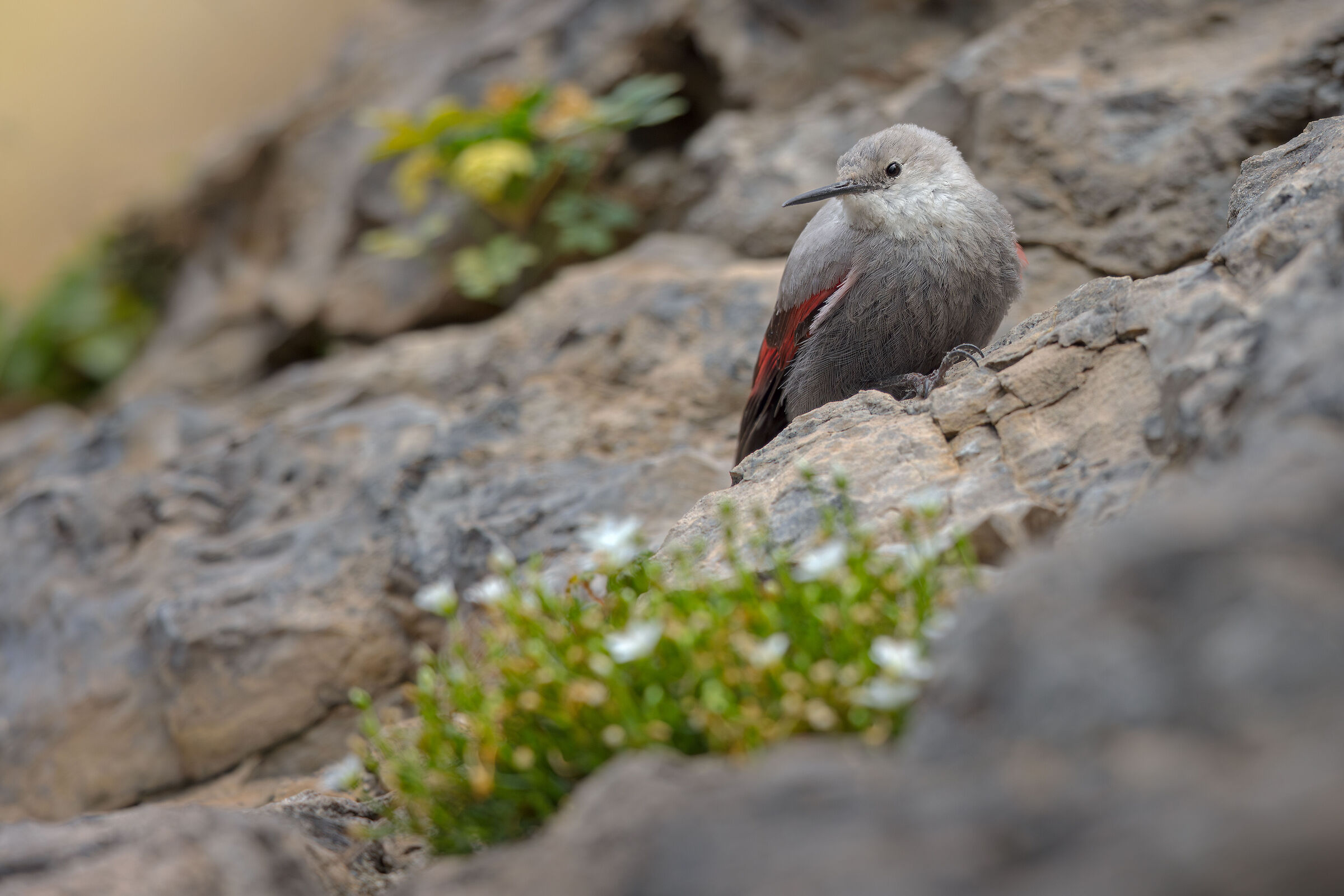 Wallcreeper