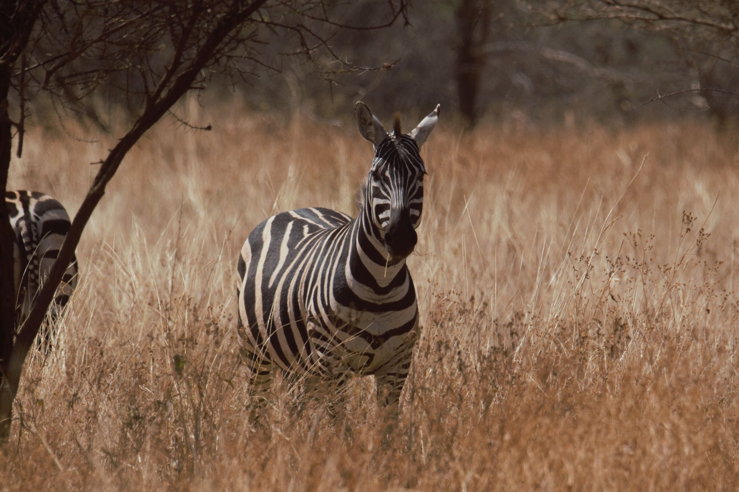 Zebra Meru