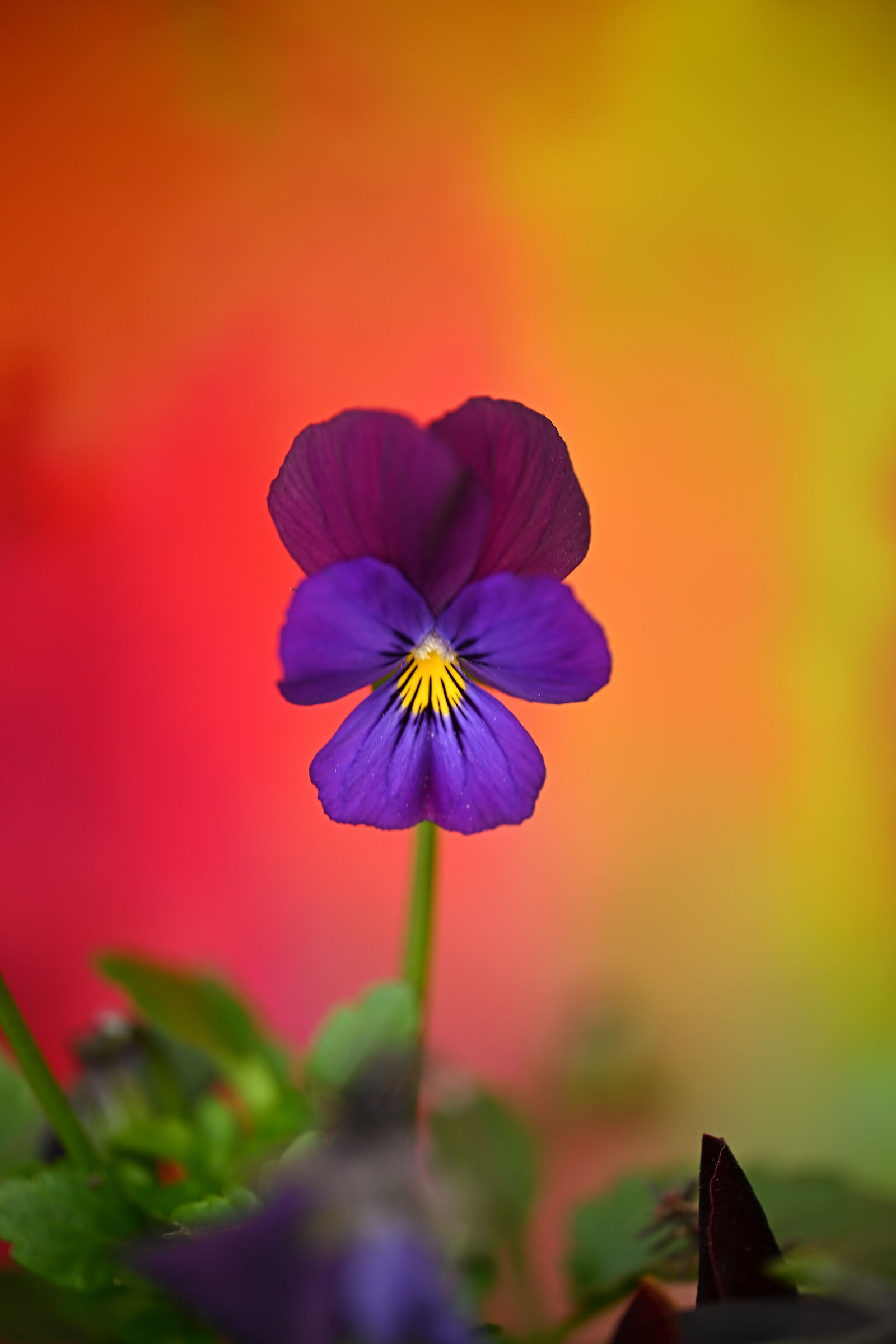violetta