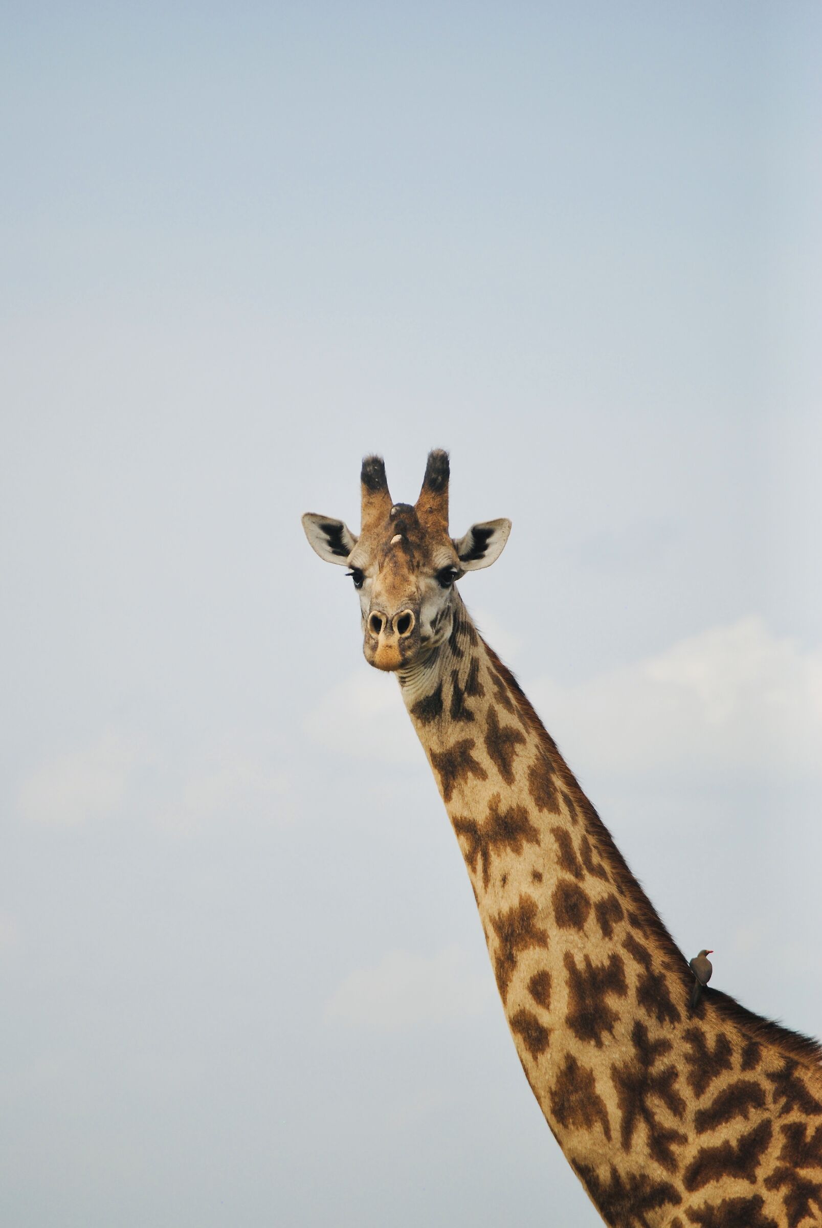 Giraffe, Tanzania