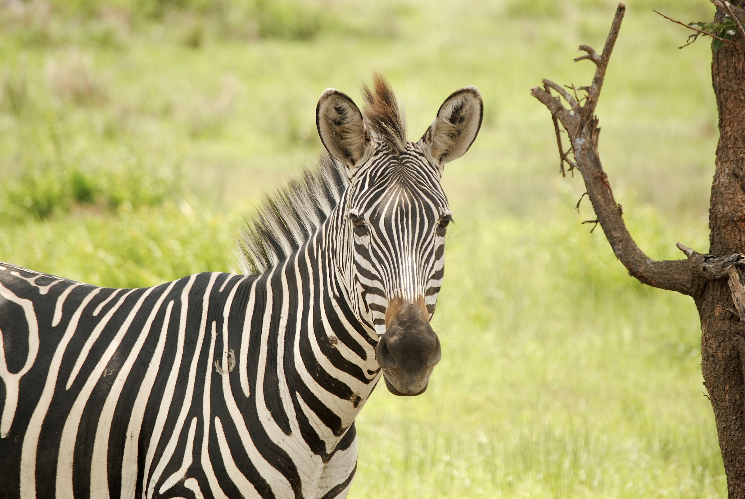 Zebra, Tanzania