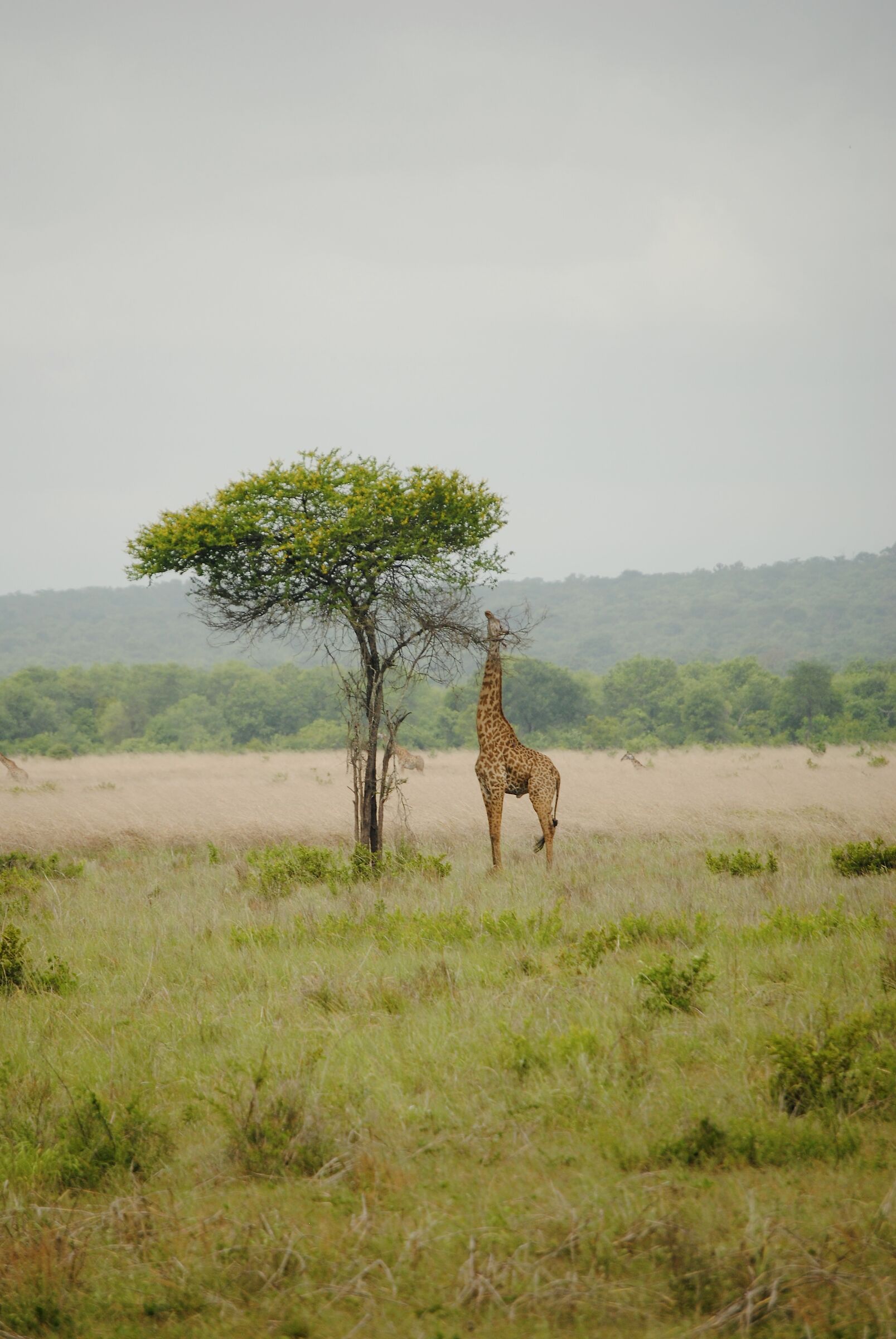 Giraffe, Tanzania