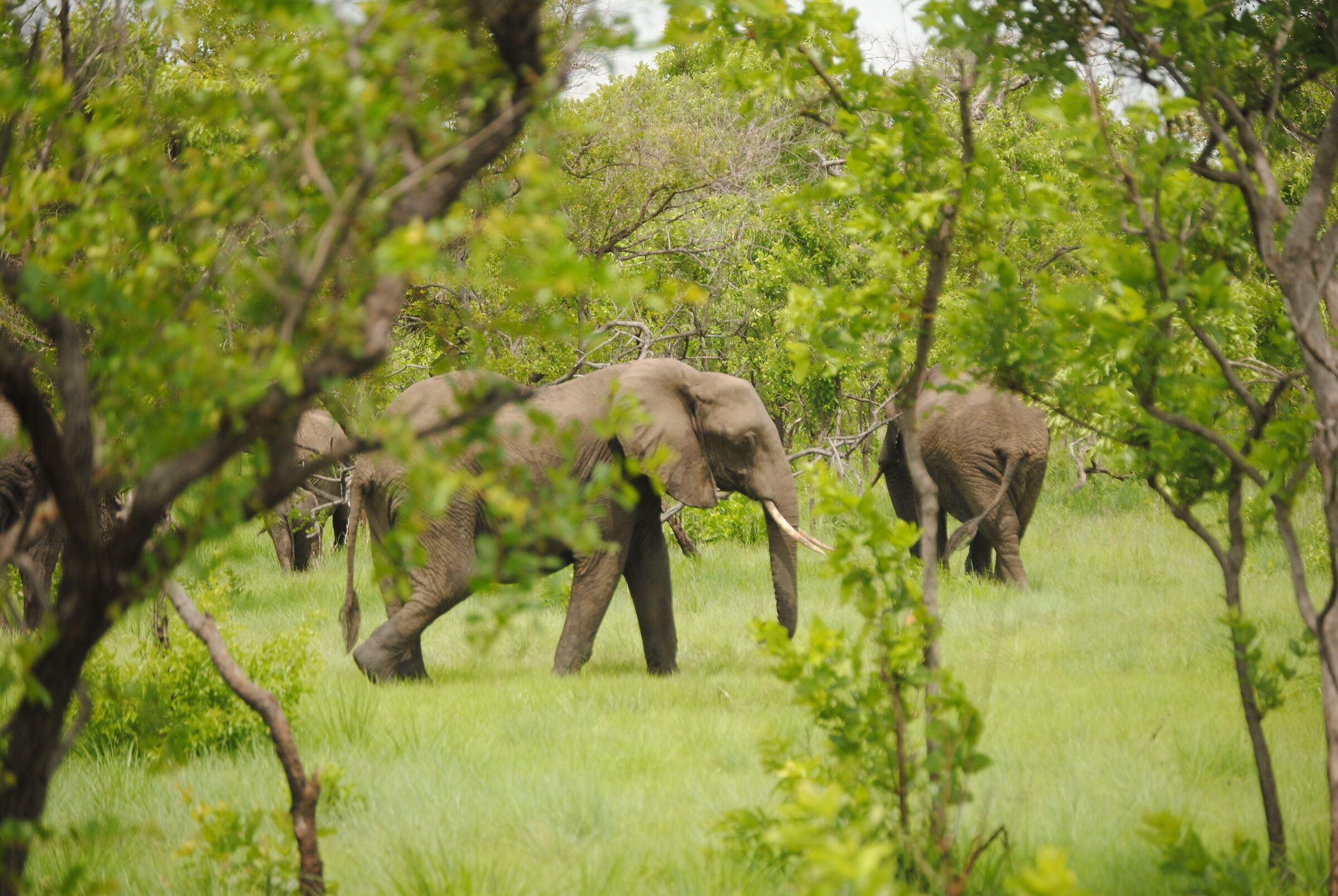 African elephants, Tanzania