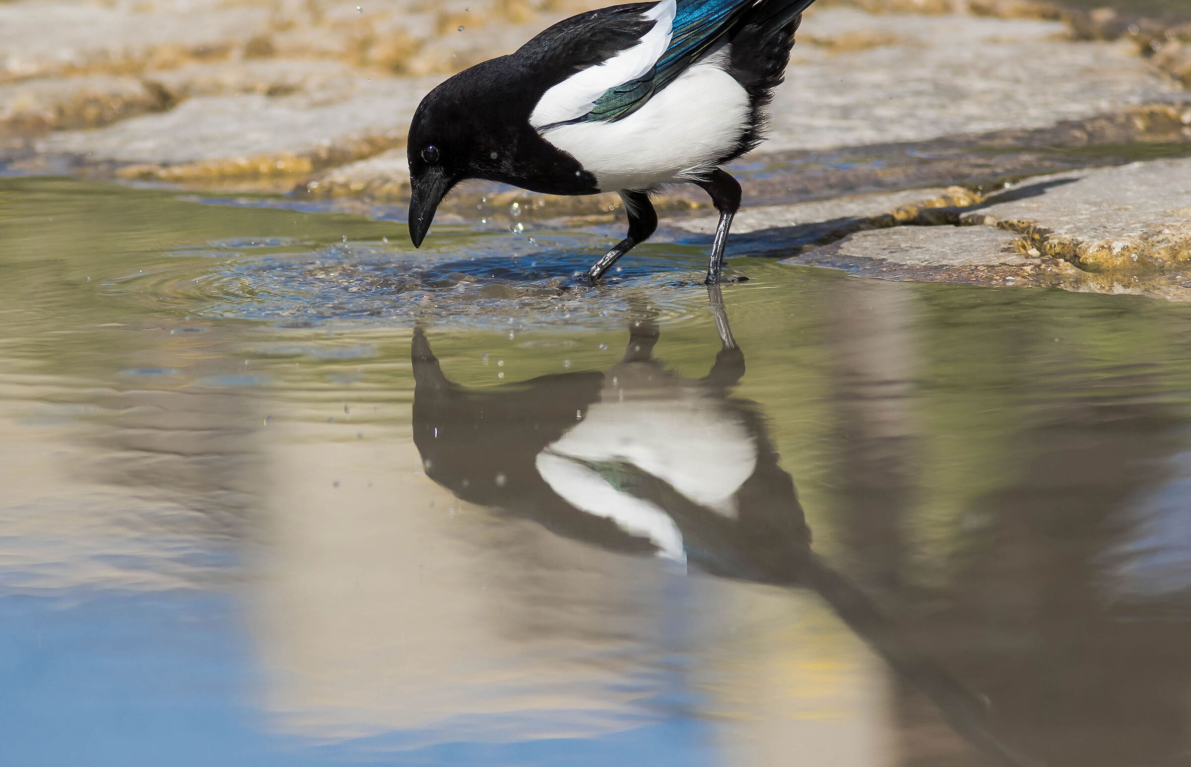 La gazza allo specchio