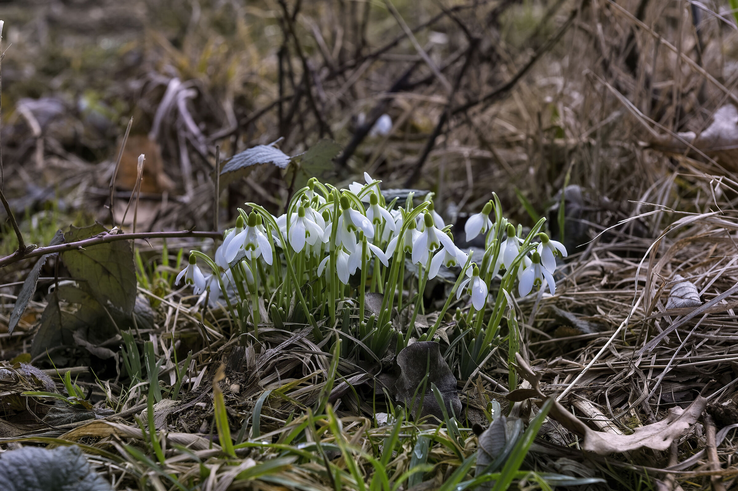 Galanthus