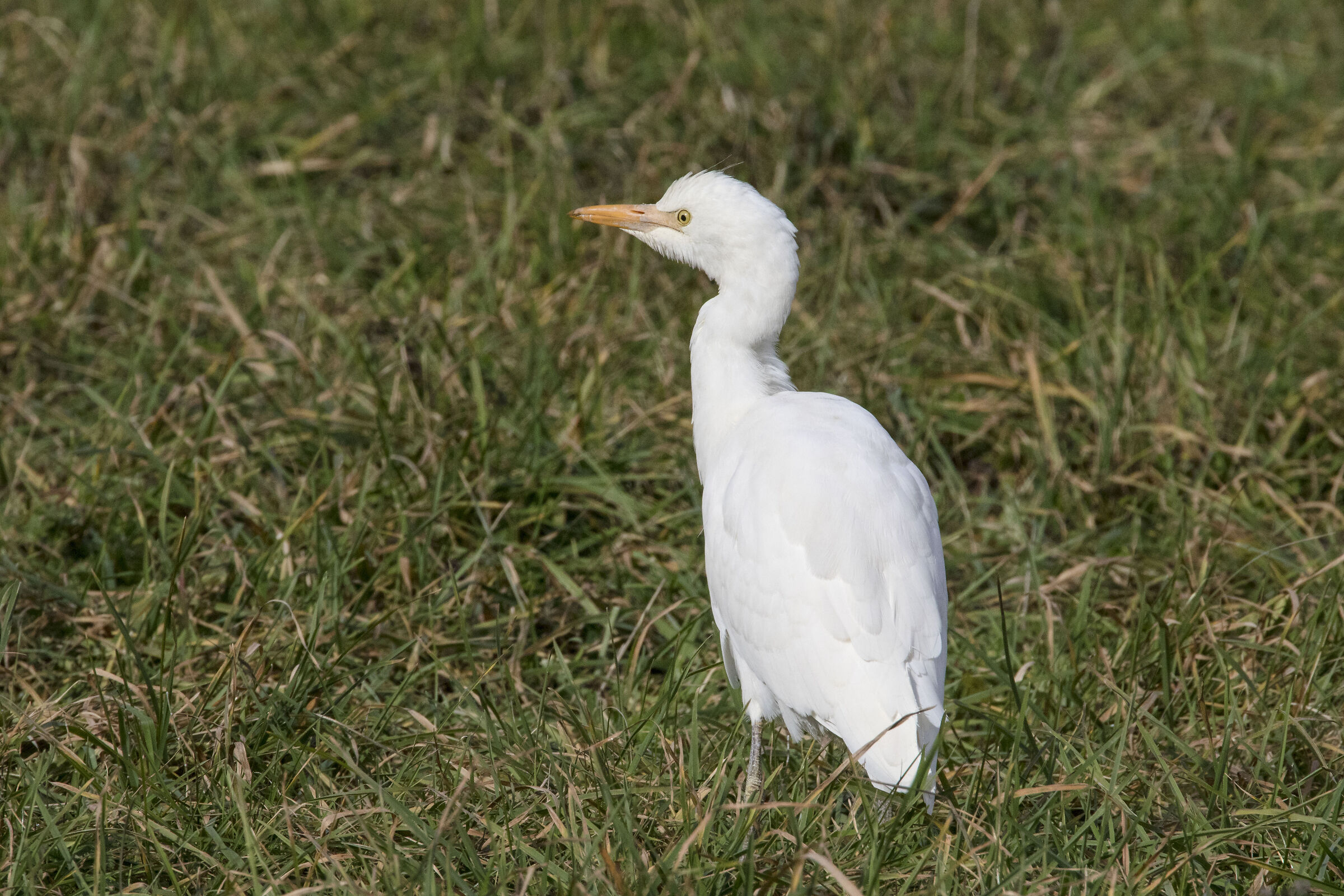 Cattle egret