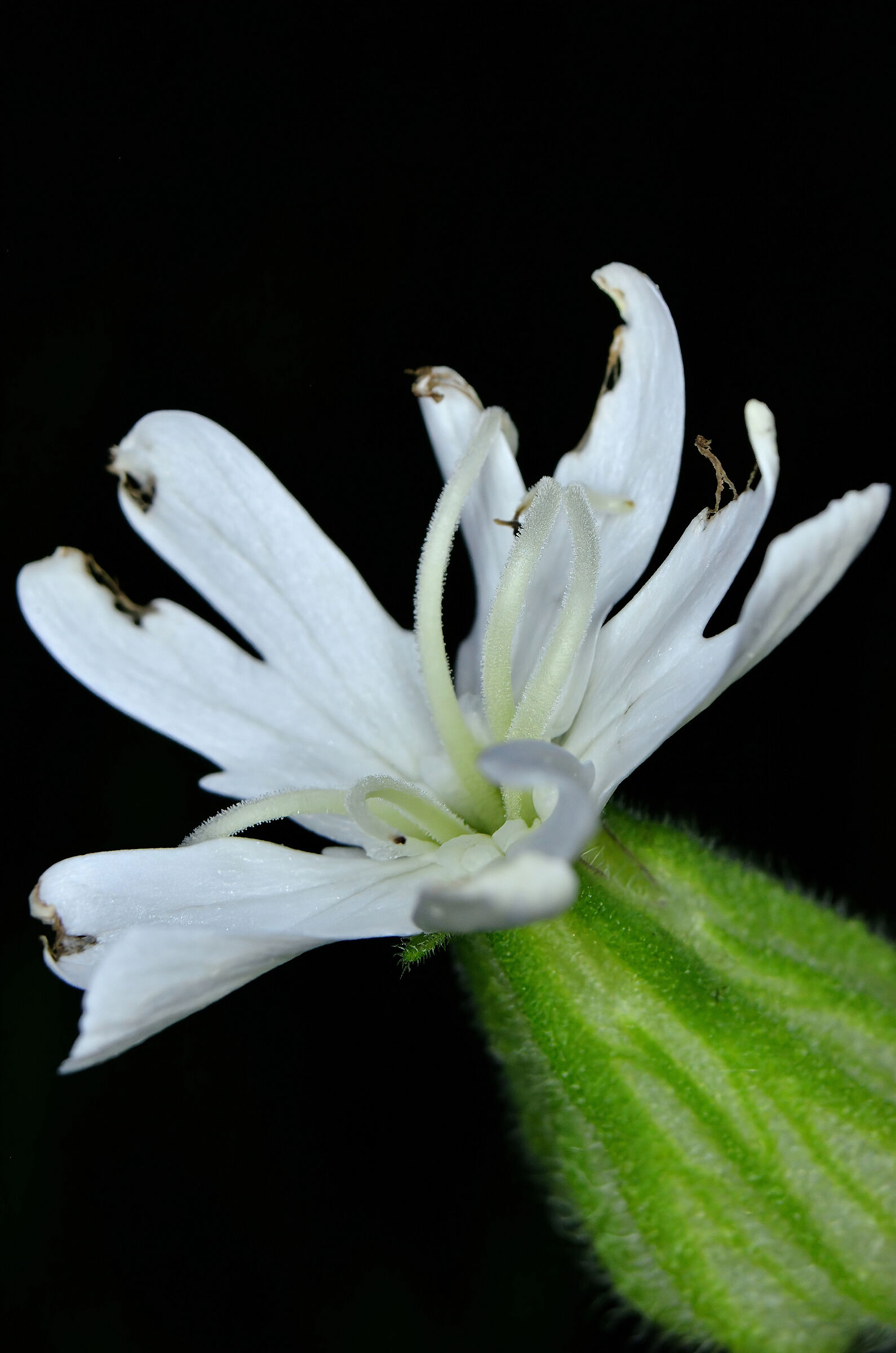 White 2