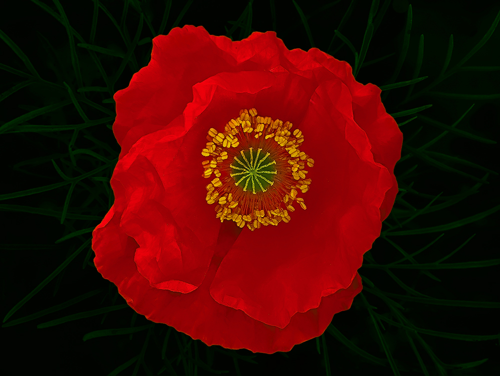 Un papavero elegante, vestito da Valentino