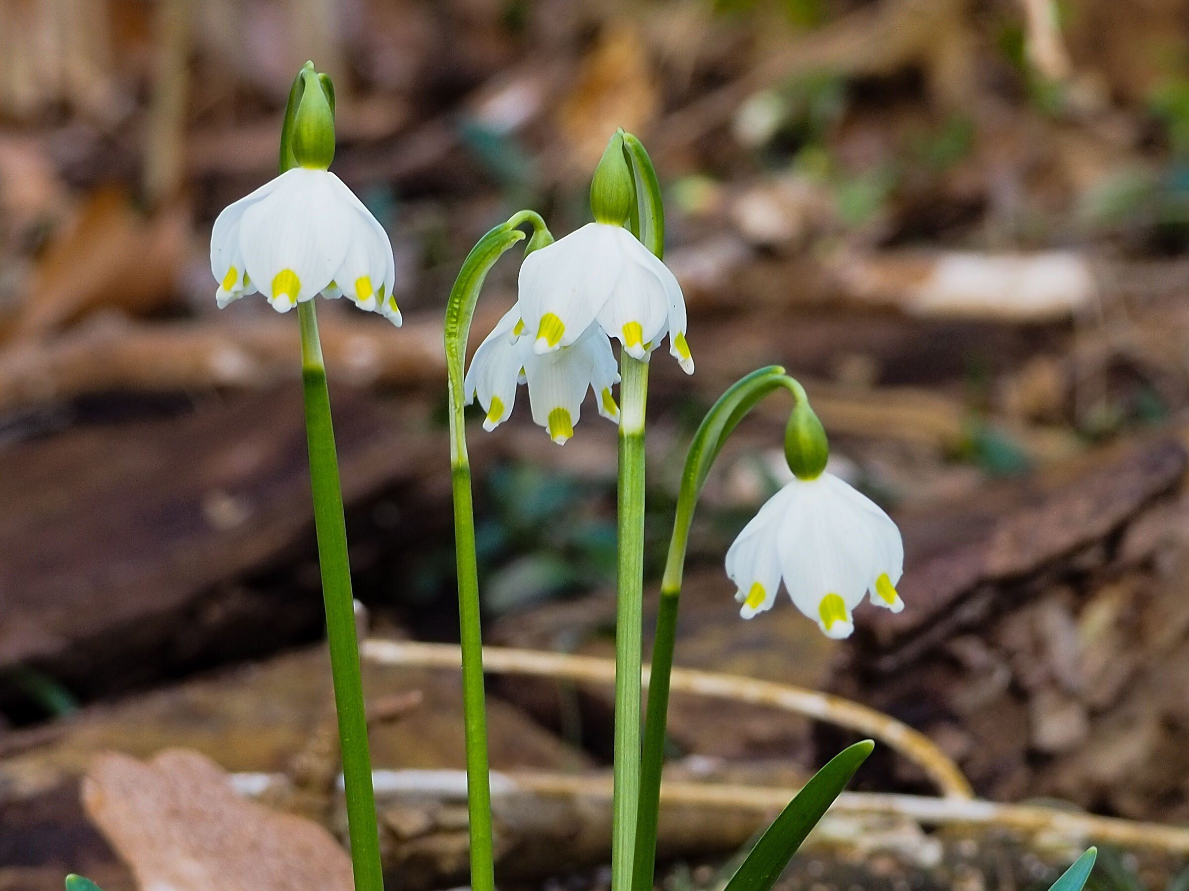 Snowdrop