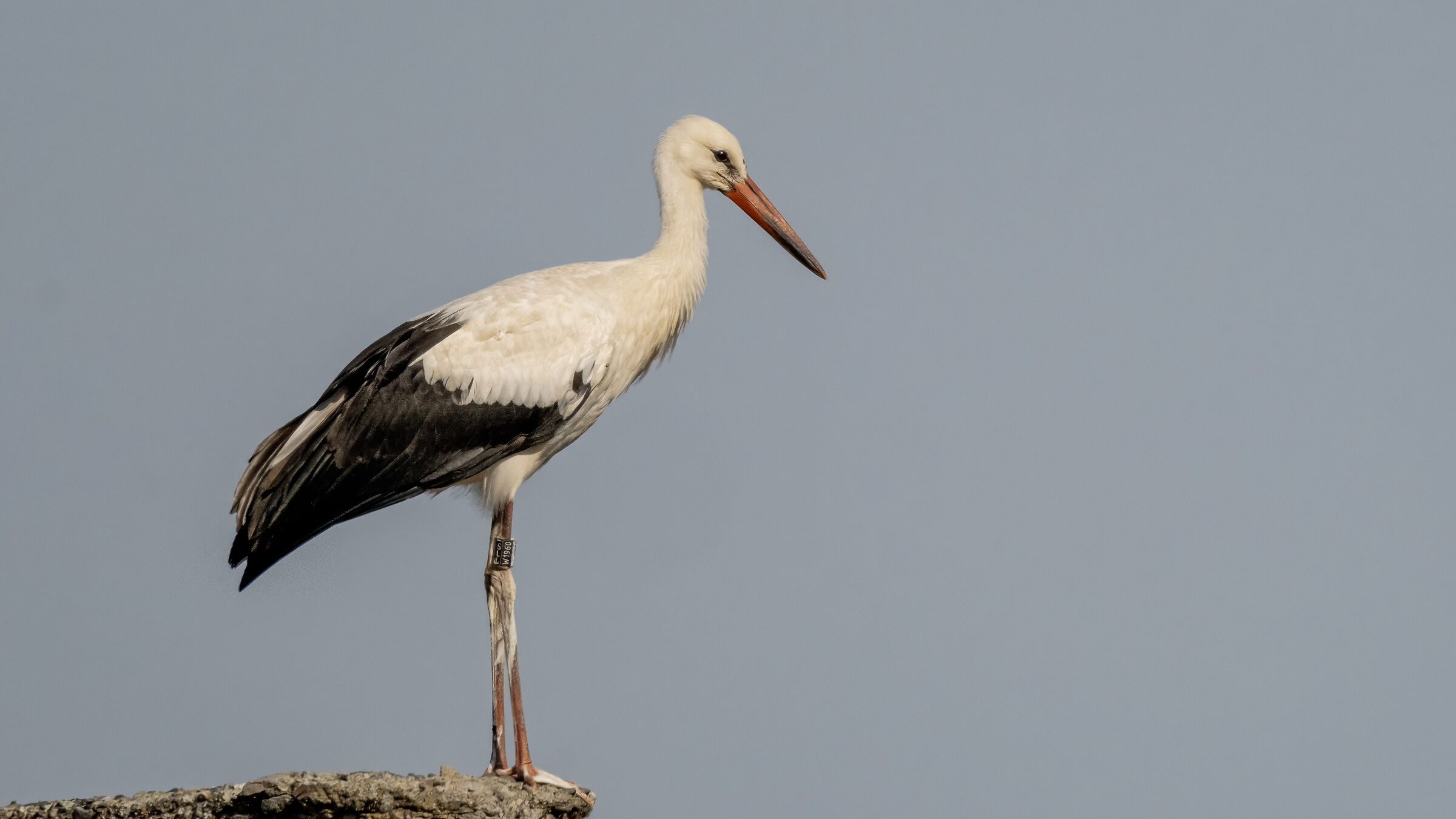Ciconia ciconia
