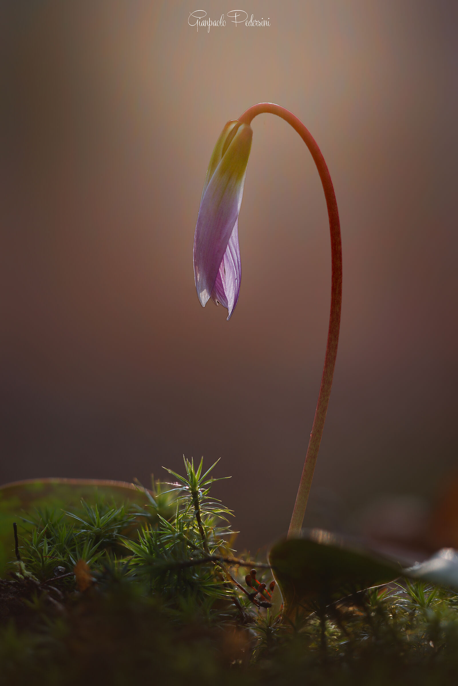 Prime luci...un nuovo giorno