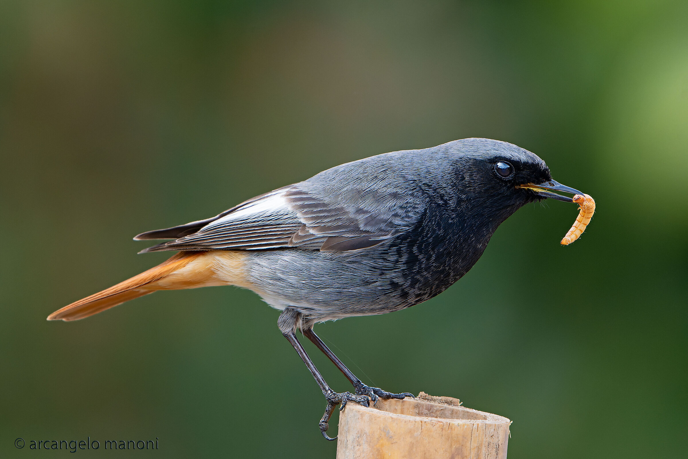 The gentleman in black