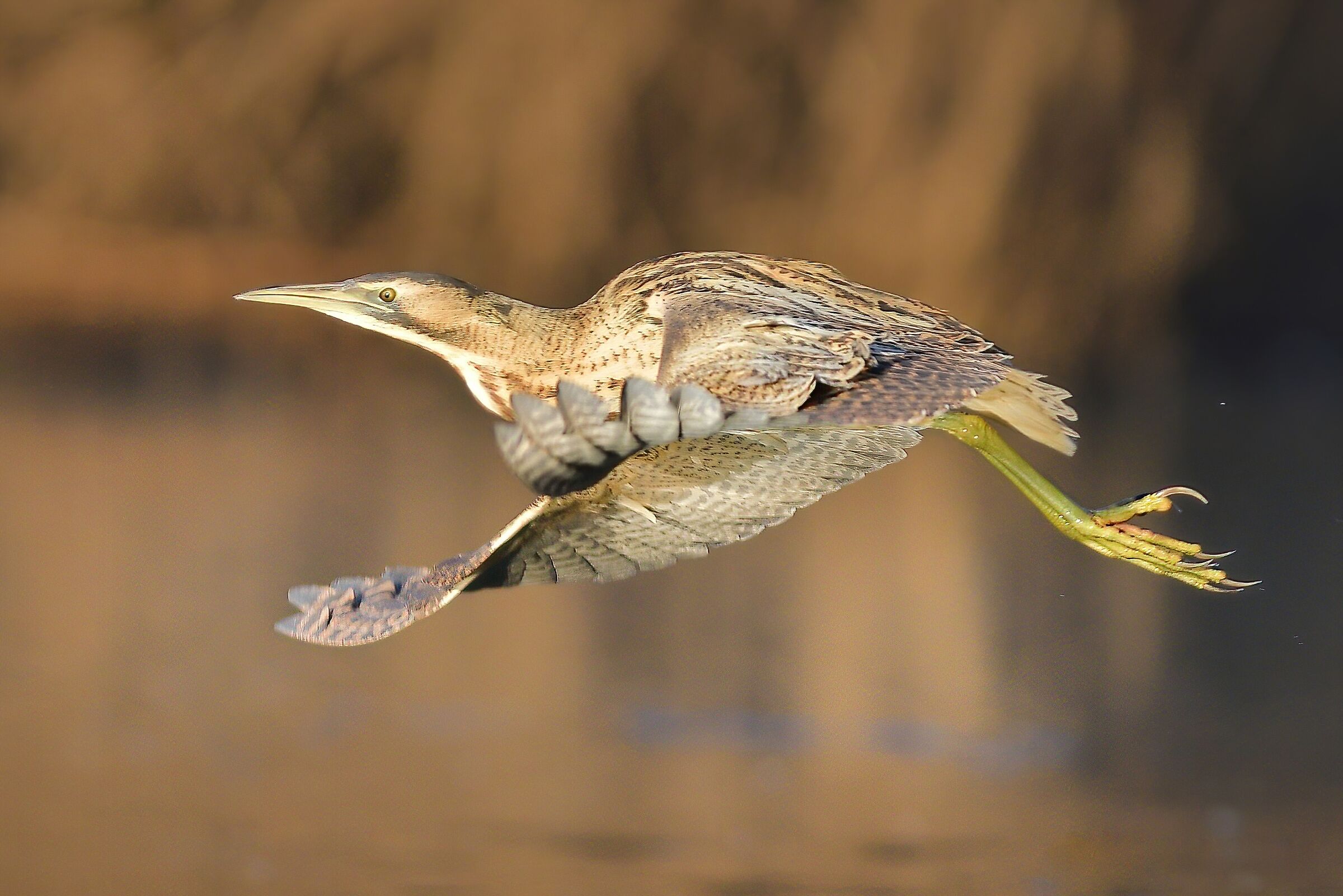 Bittern