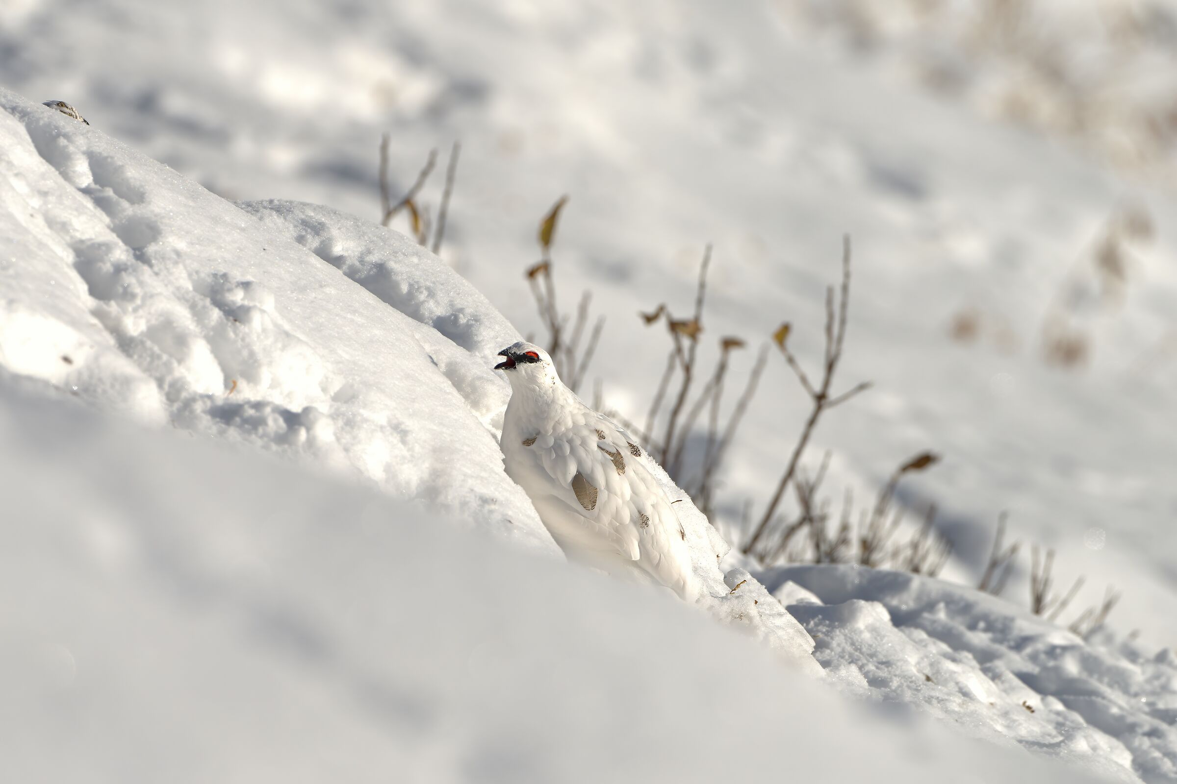 ptarmigan