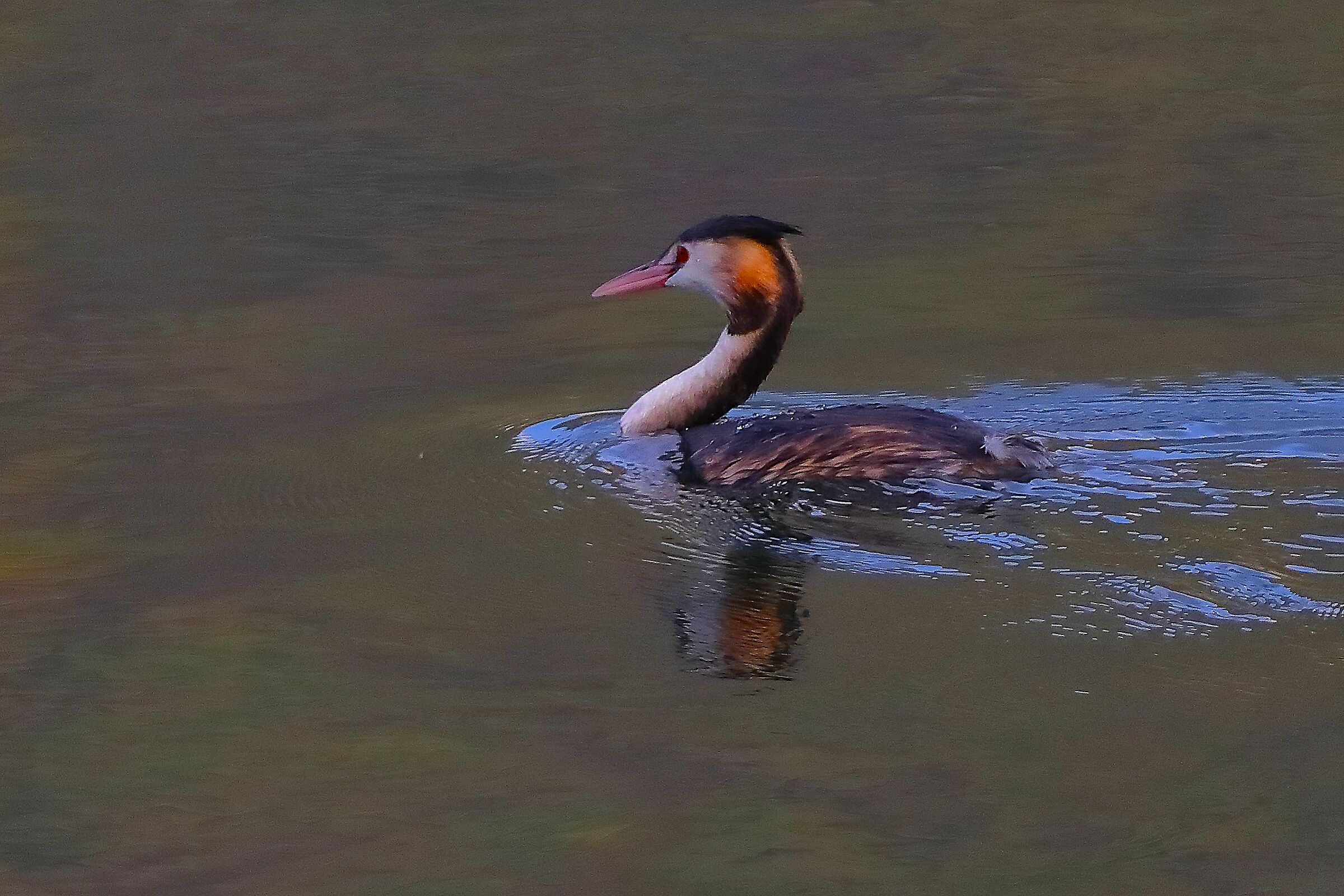 Svasso 28 ottobre 2024 - 0016