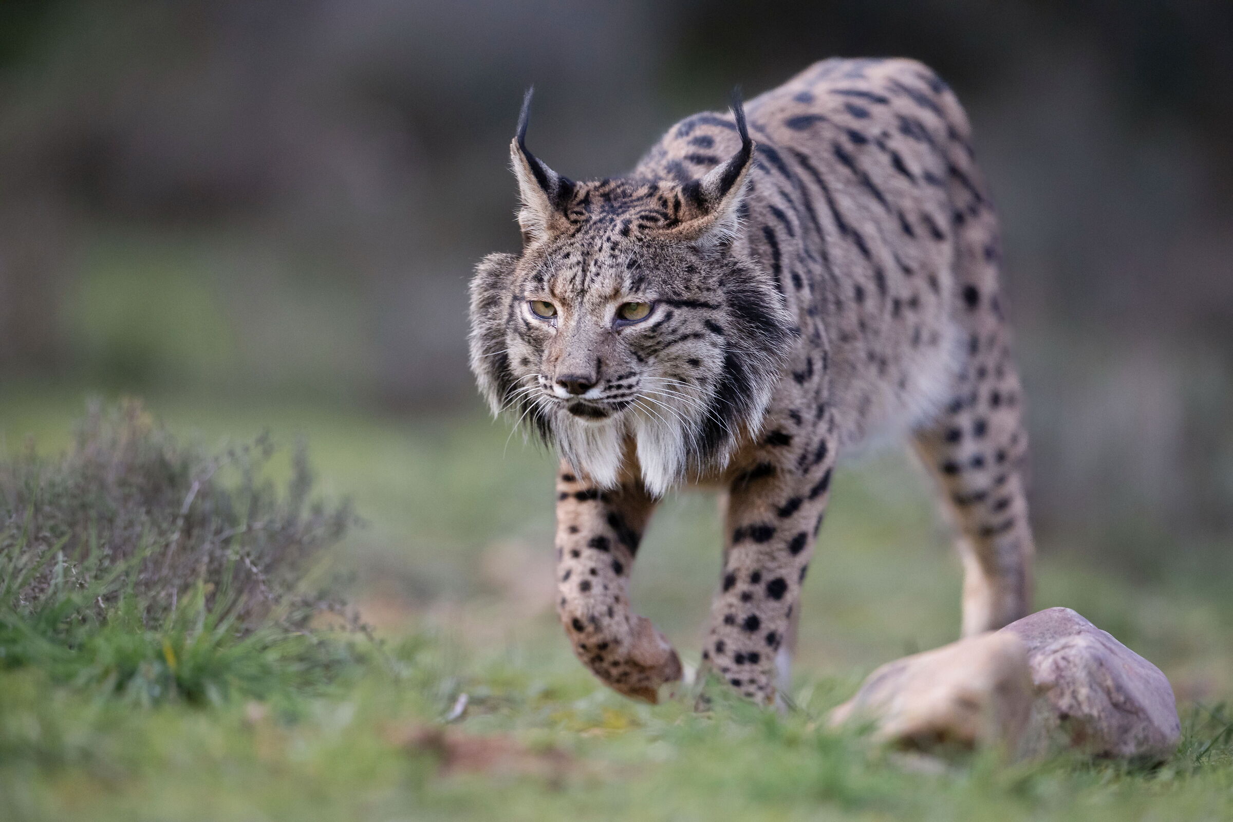 Lince adulta femmina