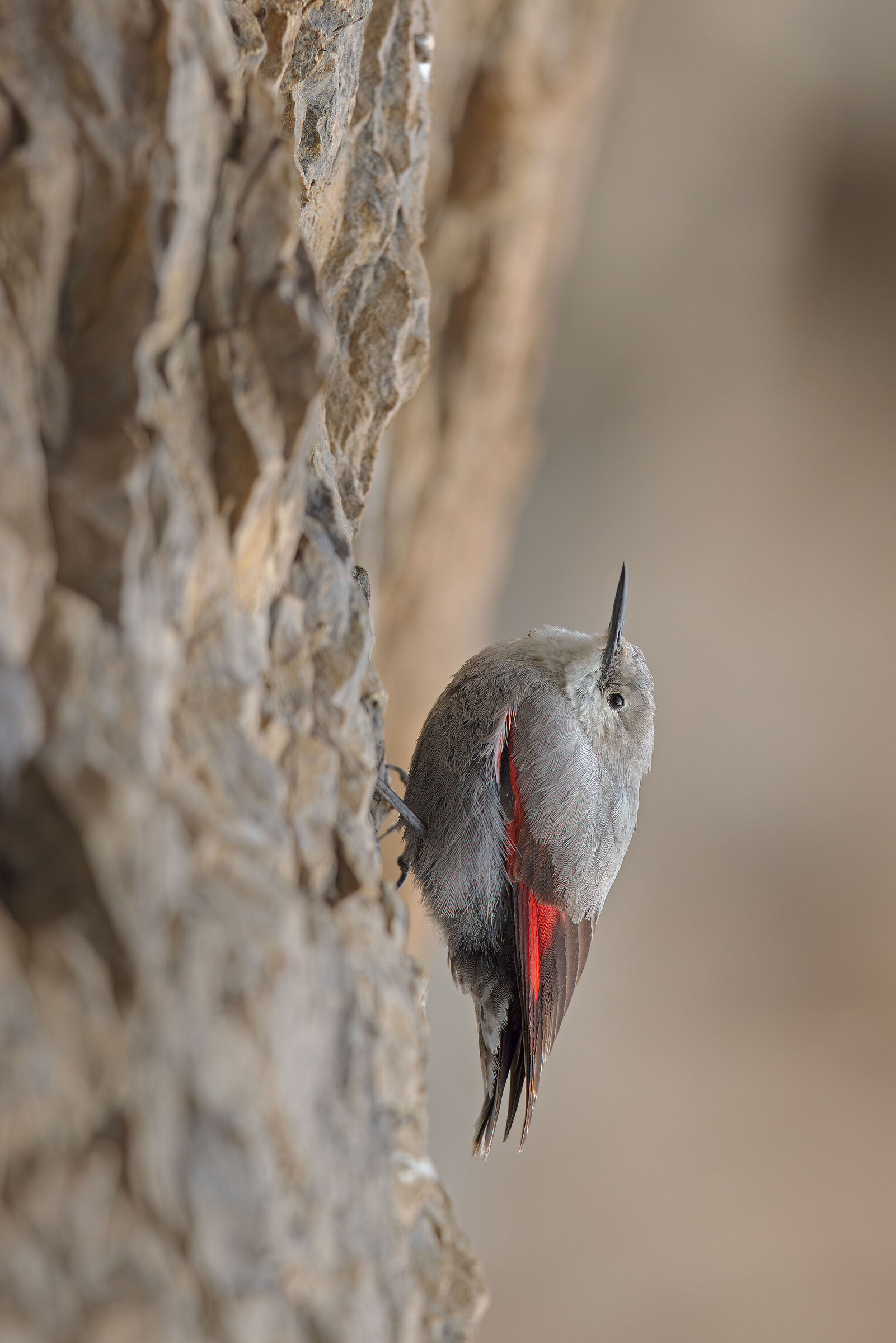 Wallcreeper