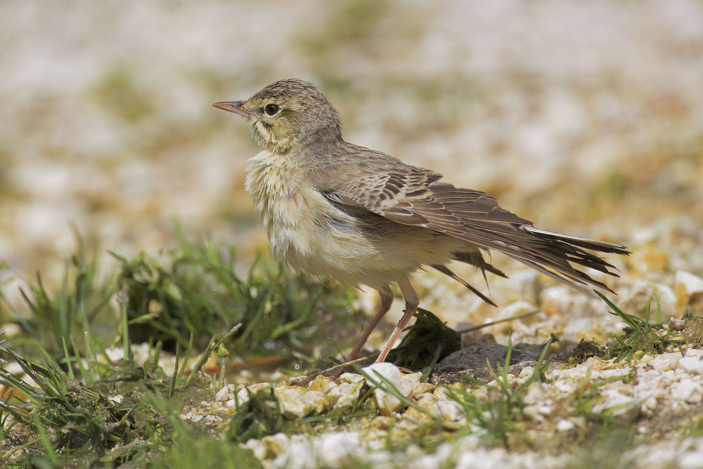 Tawny pipit