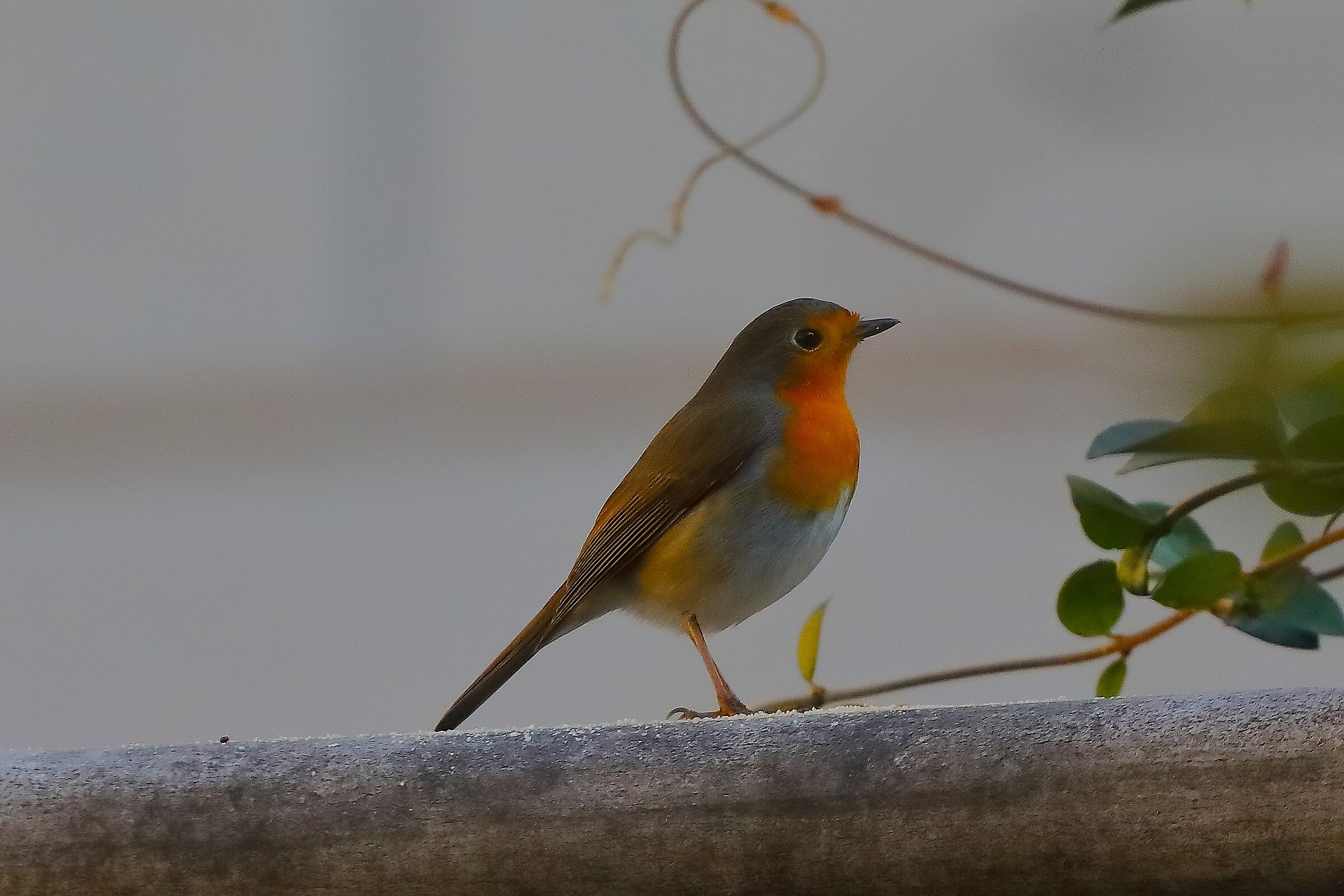 Pettirosso 14 novembre 2024 - 0081