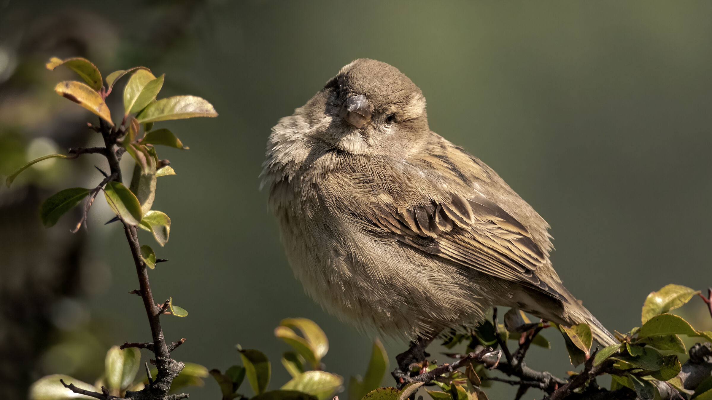 Passer domesticus