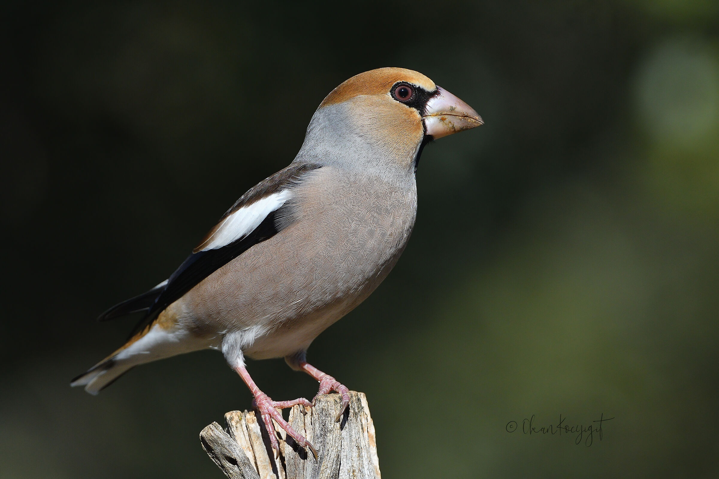 Hawfinch