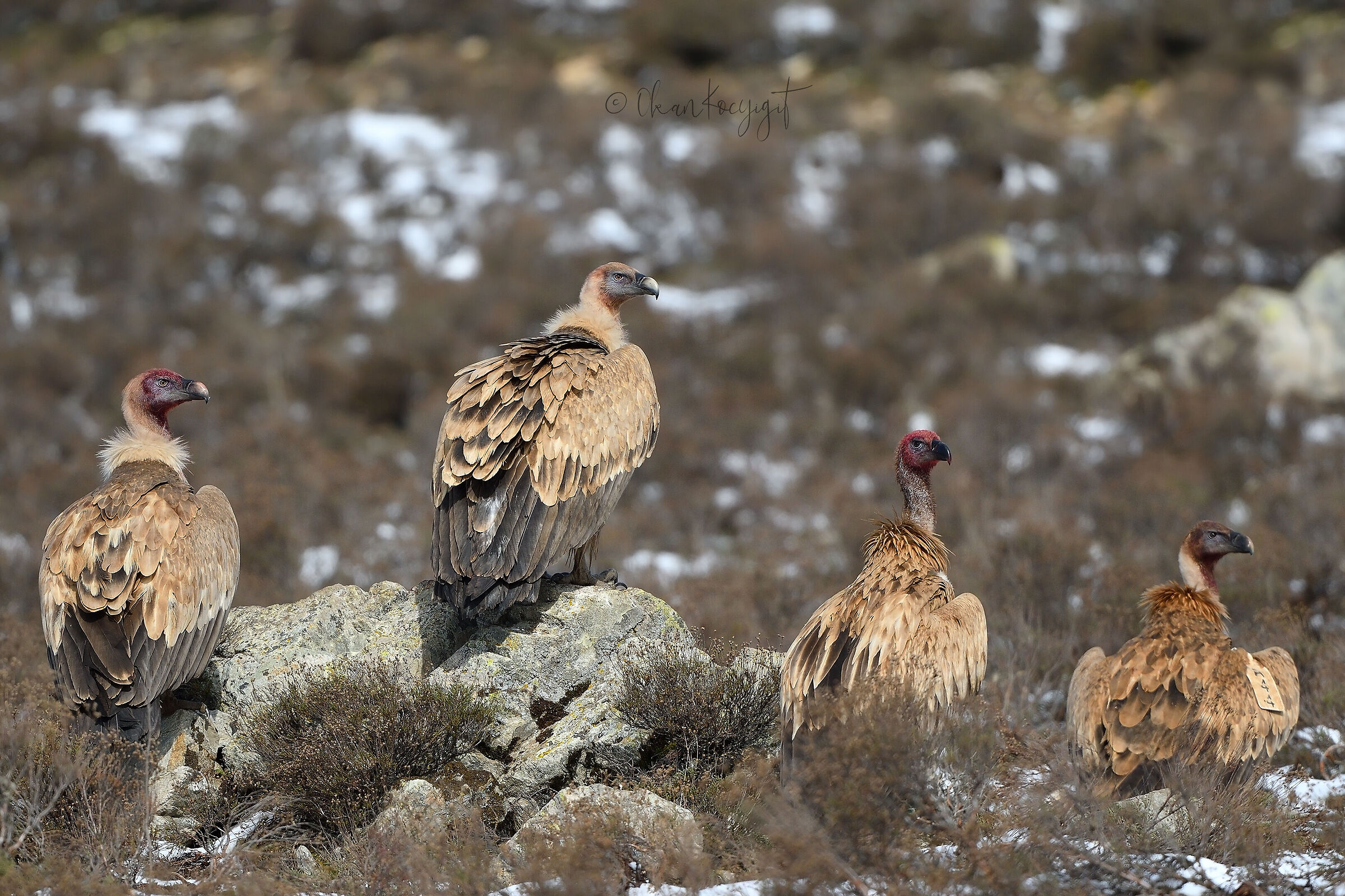 I quattro moschettieri