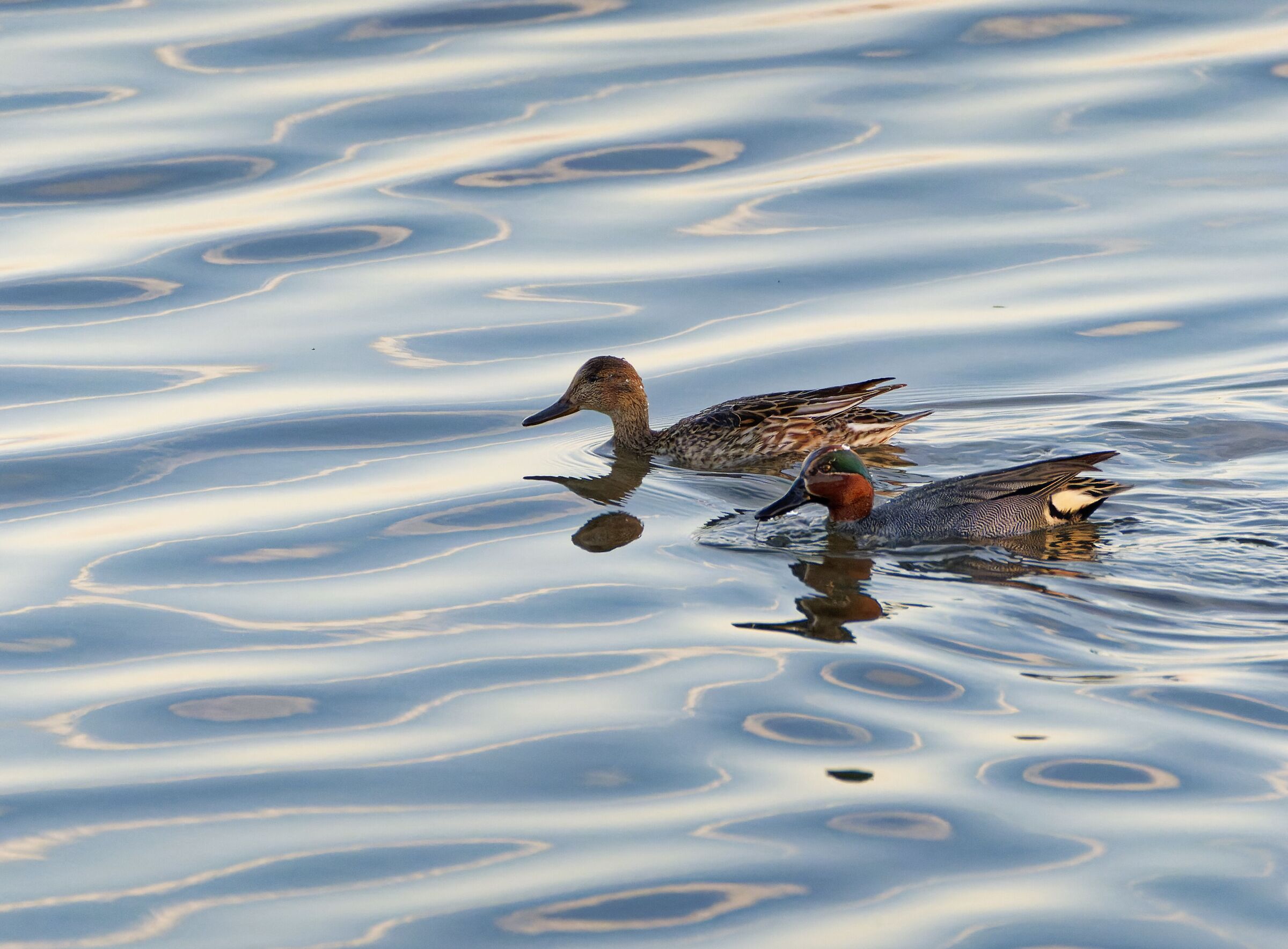 In the evening light