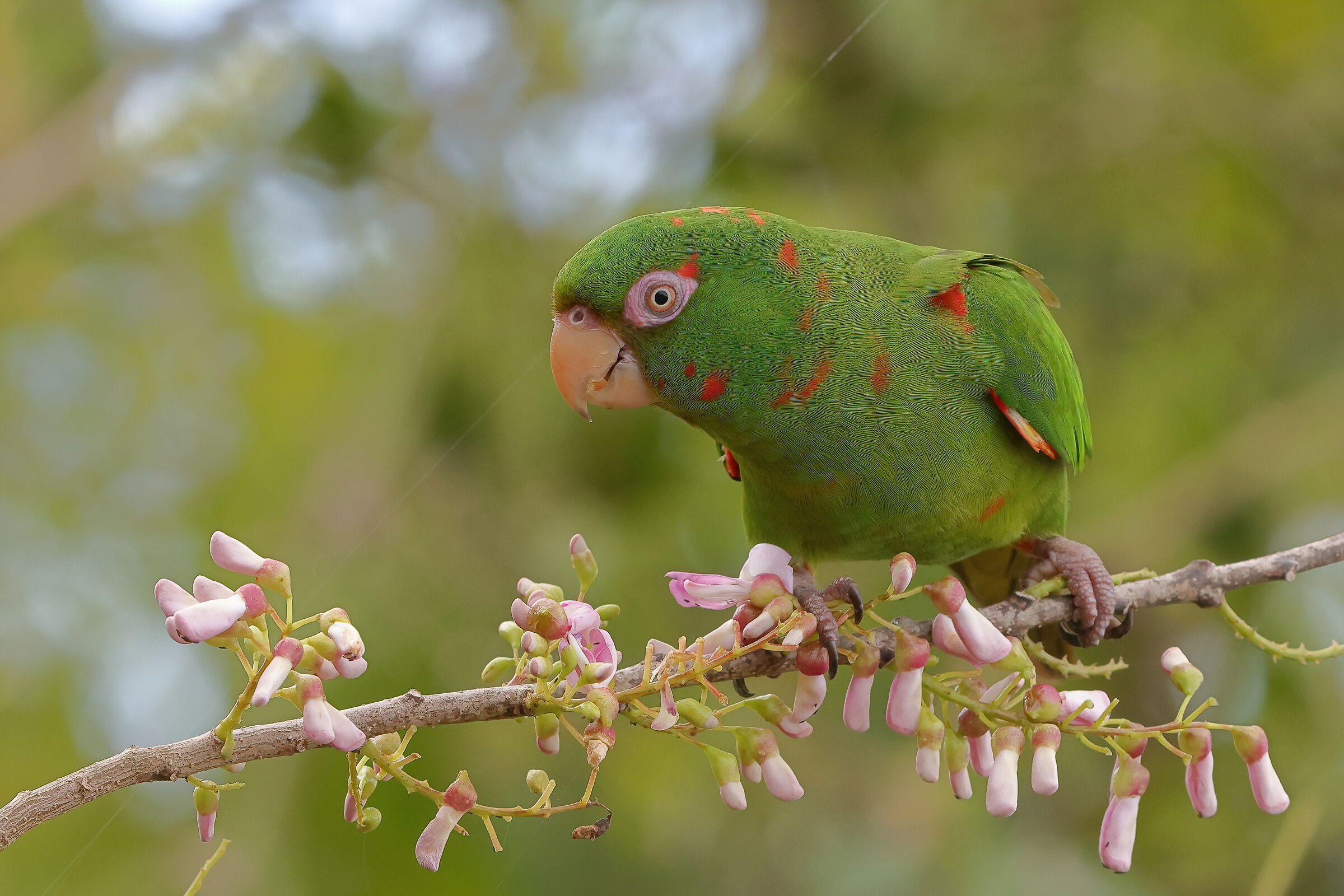 Parakeet of Cuba