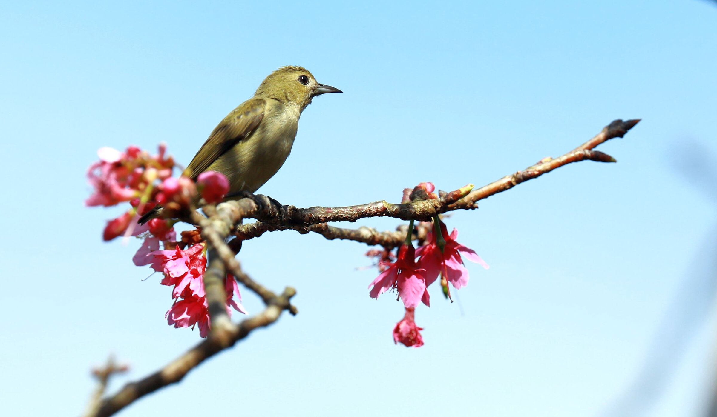 Plain flowerpecker