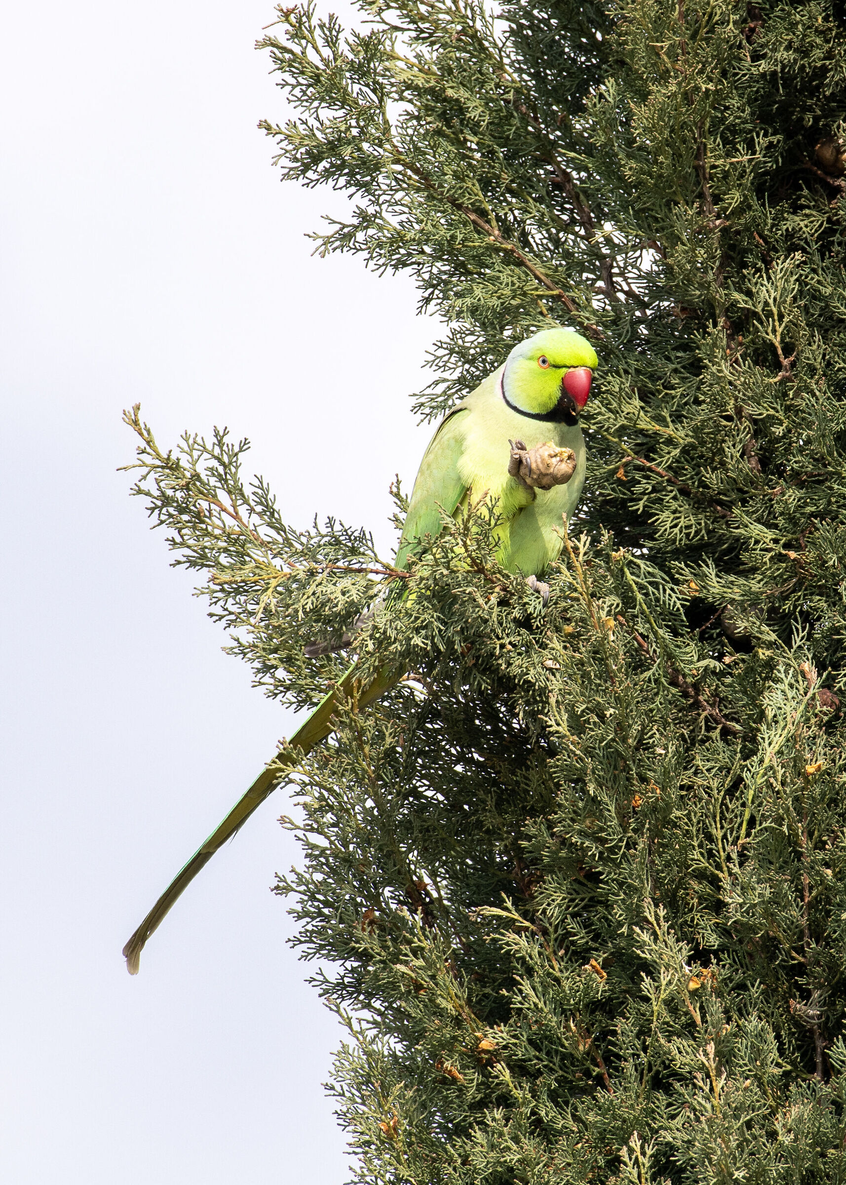 Collared parakeet