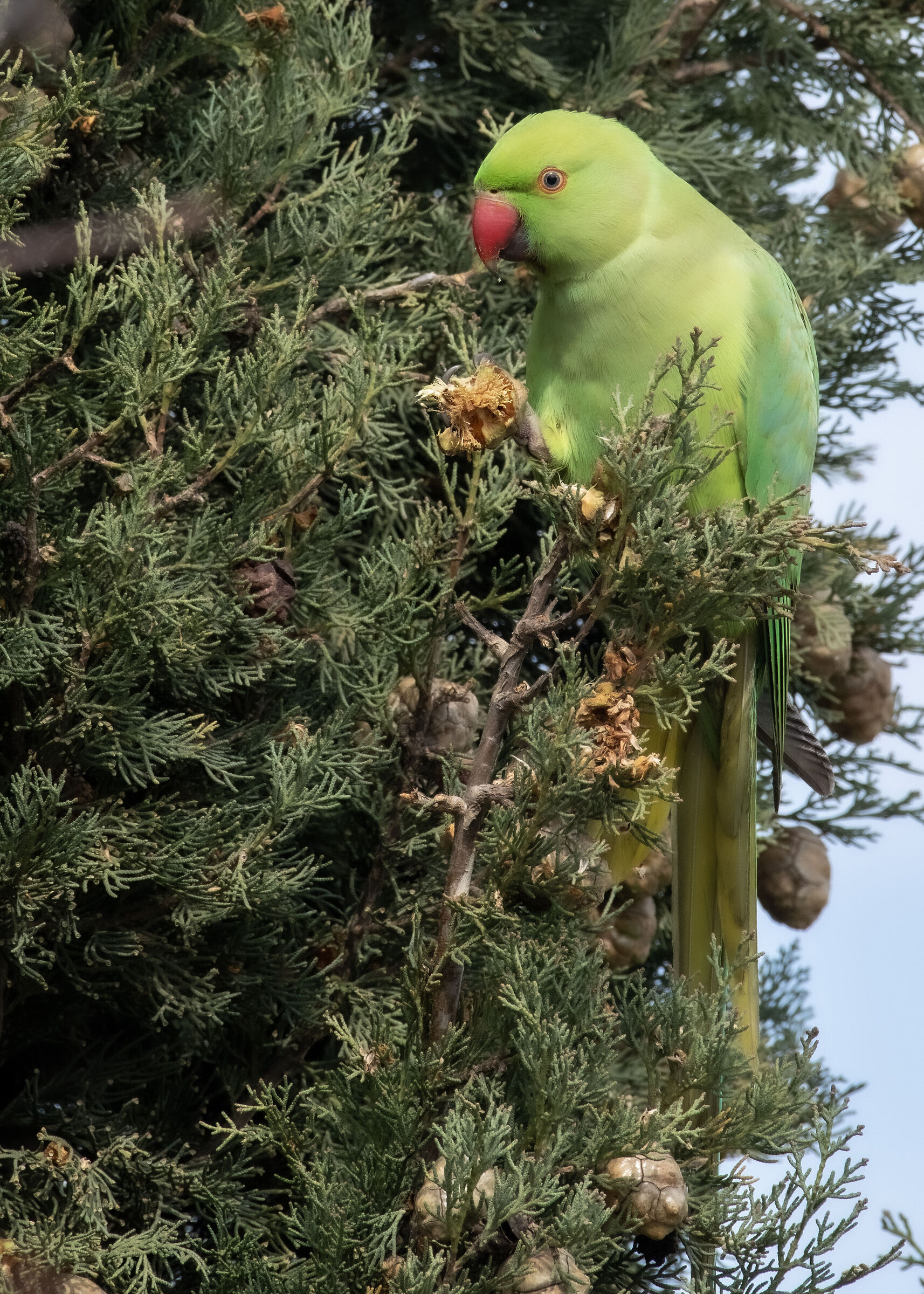 Collared parakeet